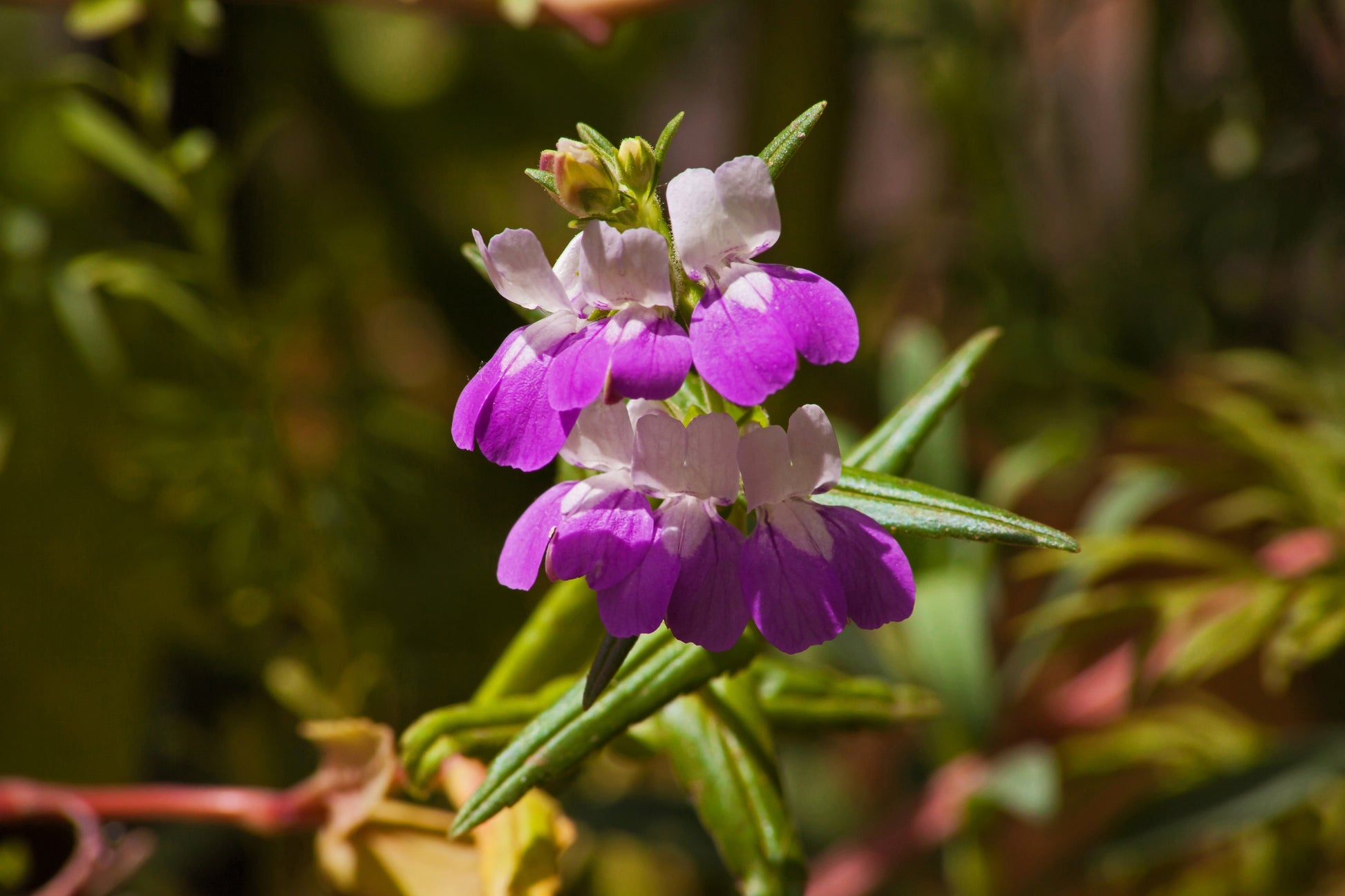 chinese houses flower seeds 500 CHINESE HOUSES Pagodas Collinsia Heterophylla Flower Seeds