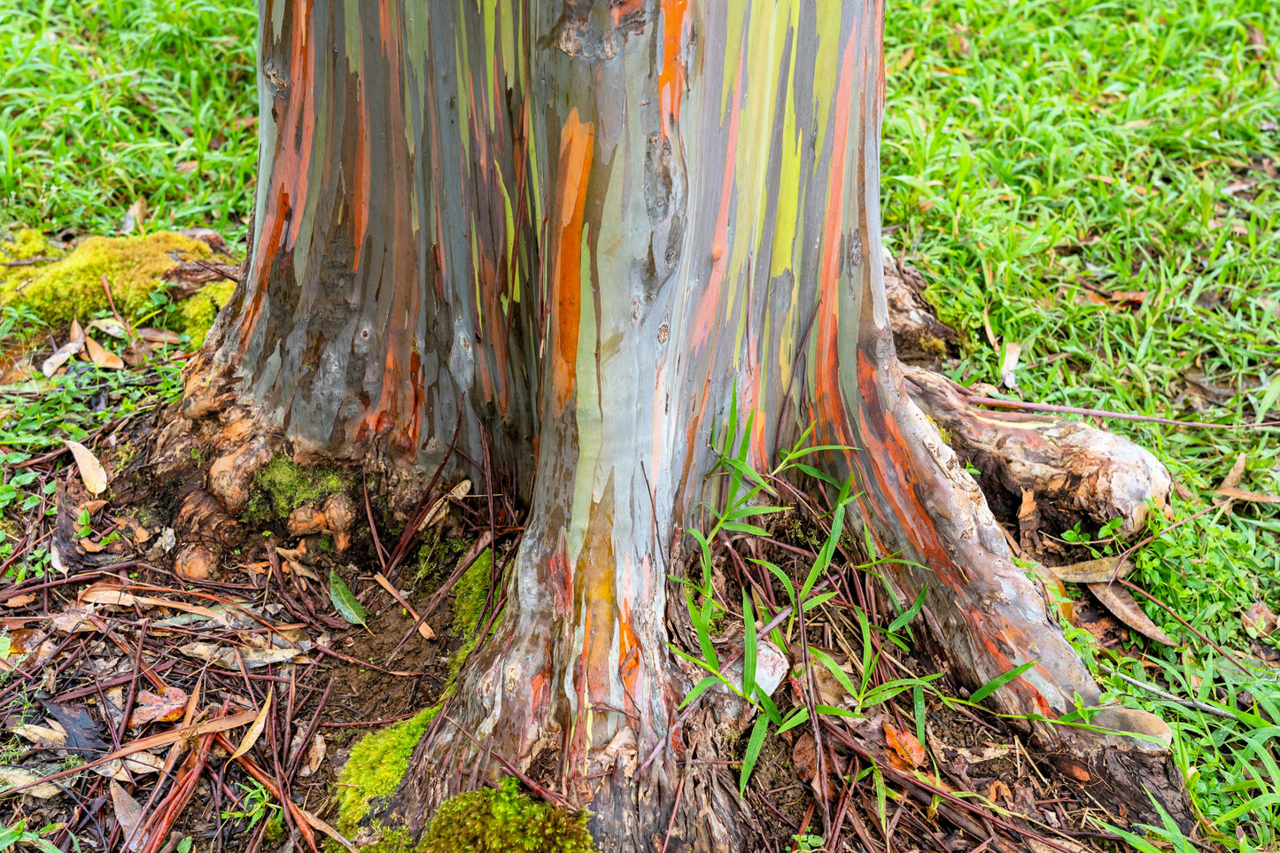 50 RAINBOW EUCALYPTUS Deglupta Gum Multicolor Bark Tree Seeds