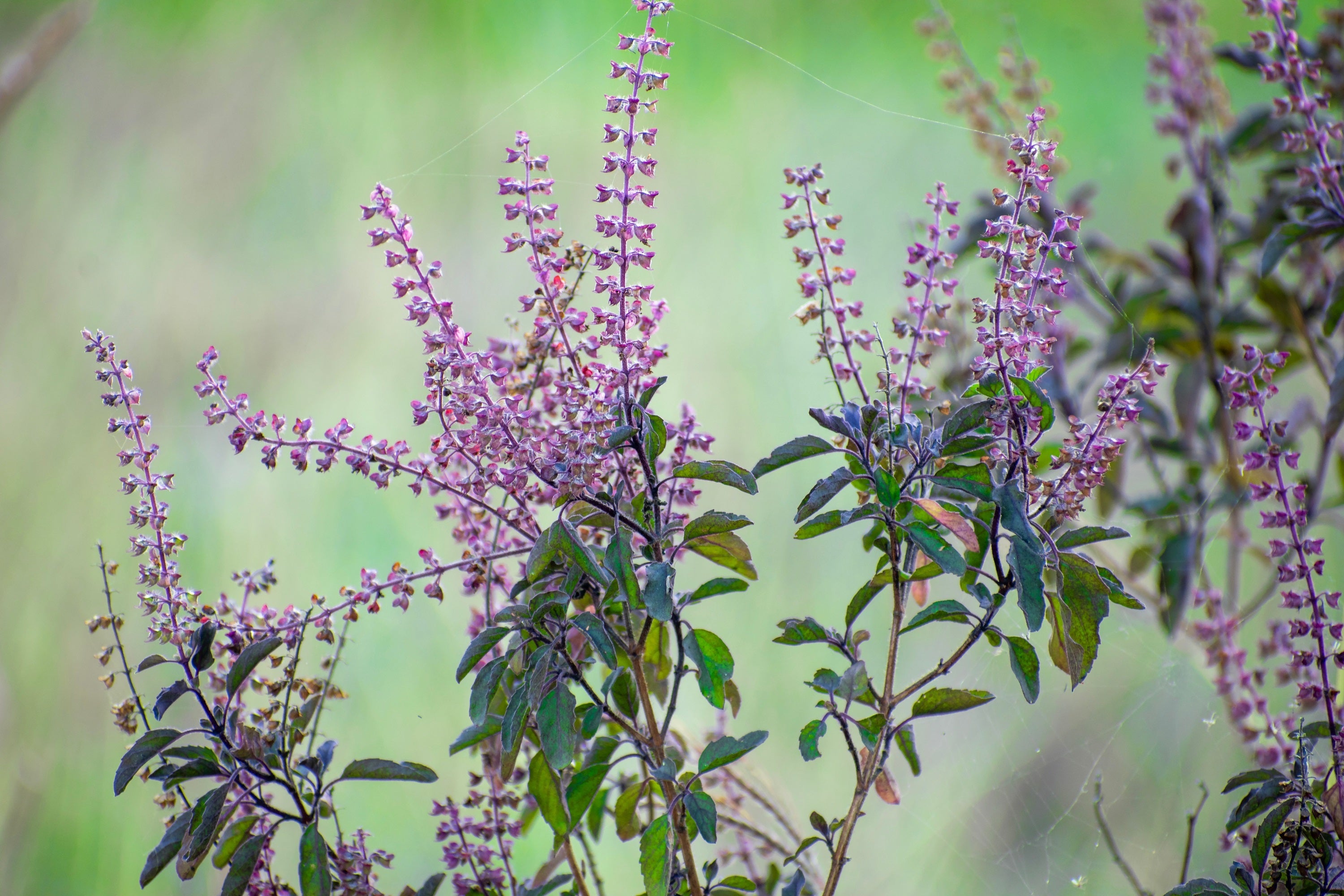 Green Tulsi Holy Basil Seeds