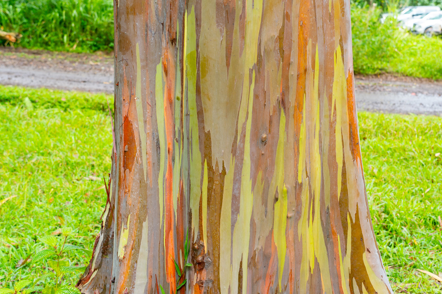 50 RAINBOW EUCALYPTUS Deglupta Gum Multicolor Bark Tree Seeds