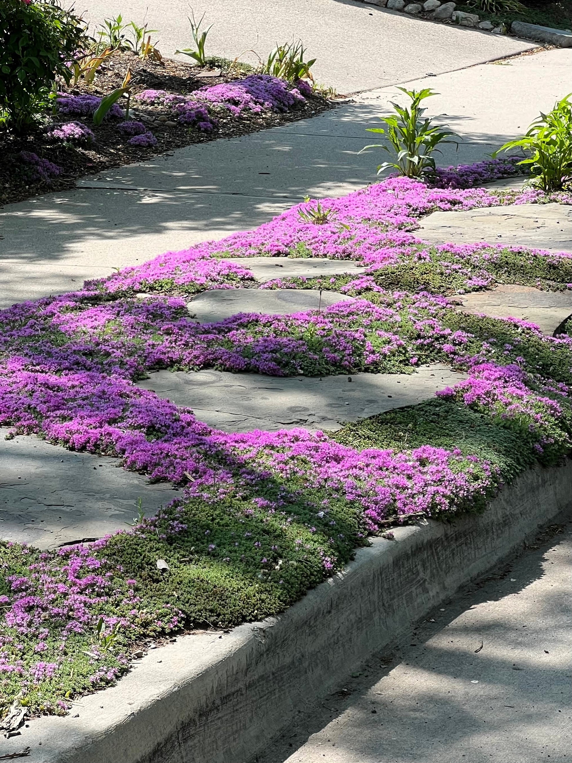 walk on me plant seeds 100 Walk On Me CREEPING THYME Thymus Serpyllum Herb Flower Seeds