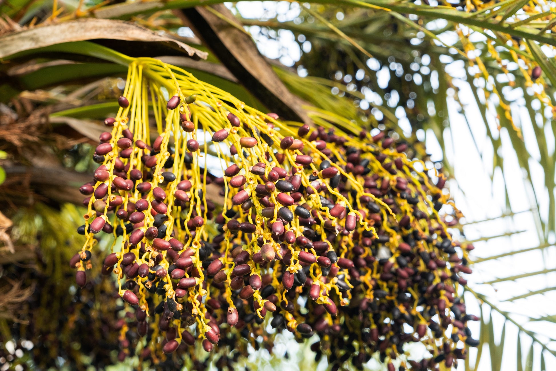 miniature date palm plant 10 PYGMY DATE PALM Phoenix Roebelenii Dwarf Miniature Ornamental Fruit – Seedville USA