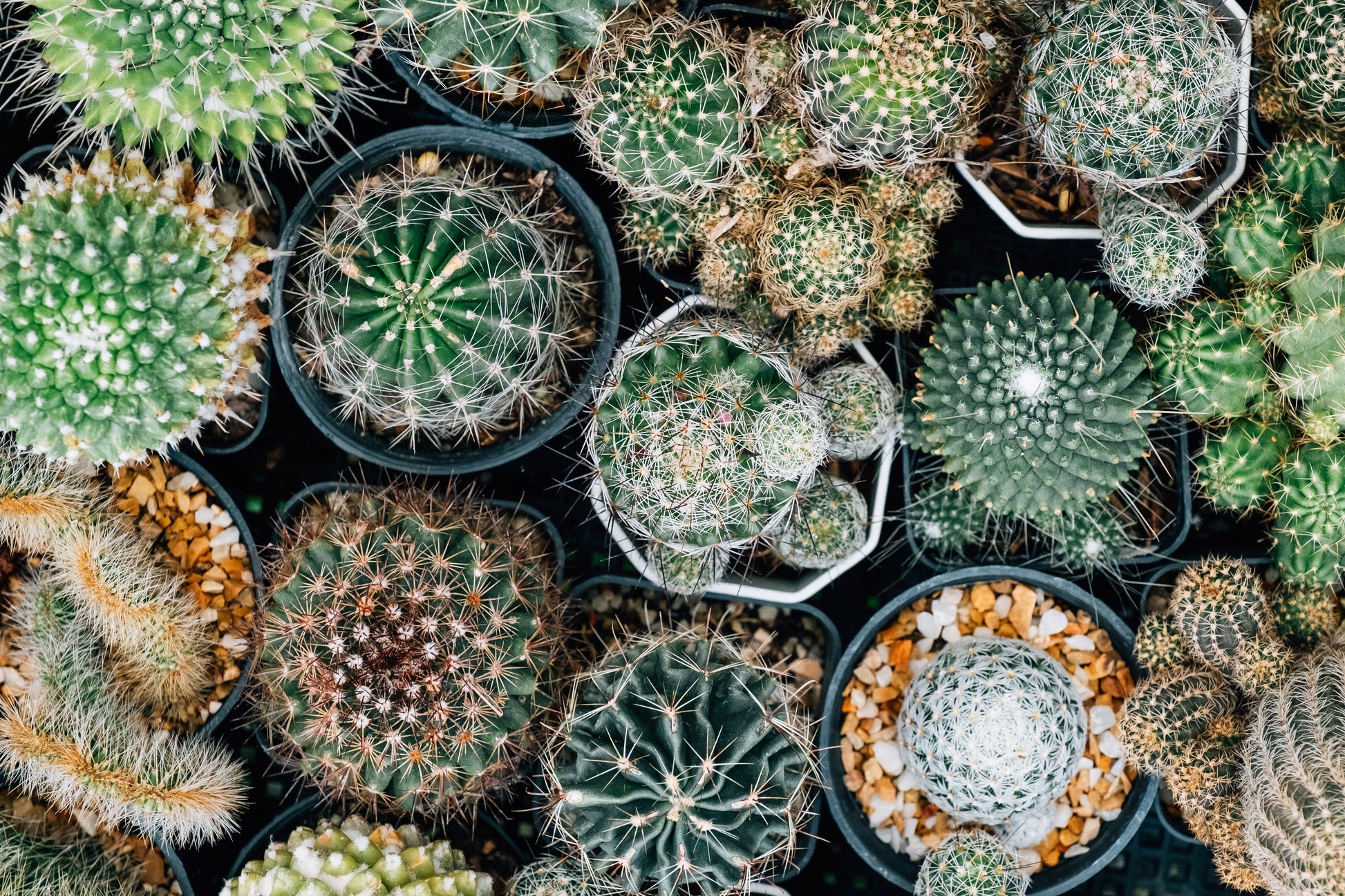succulent and cacti seeds 50 CACTUS MIX 'Finest Mixed' Succulent Flower Plant Seeds