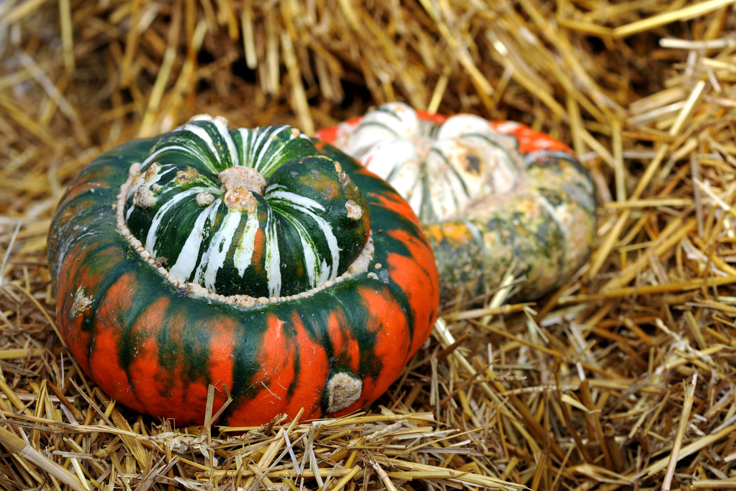 10 American TURKS TURBAN SQUASH Gourd Cucurbita Maxima Vine Seeds