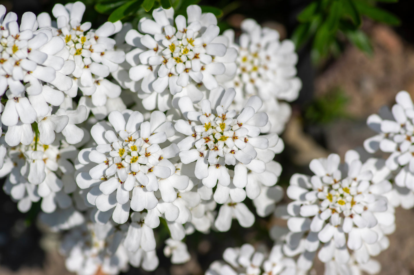 1000 WHITE EMPRESS CANDYTUFT Iberis Amara Groundcover Flower Seeds