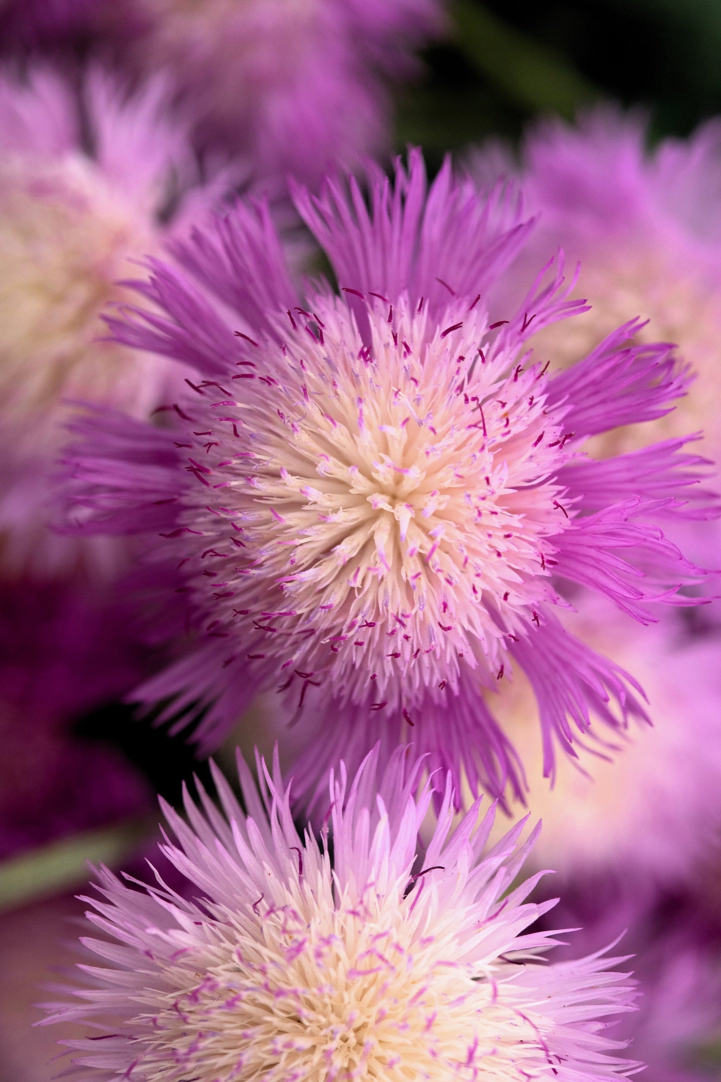 500 MIXED SWEET SULTAN Imperialis Mix Amberboa Moschata Centaurea Flower Seeds - Pink, Rose, Lilac, Purple, Mauve, White, & Yellow