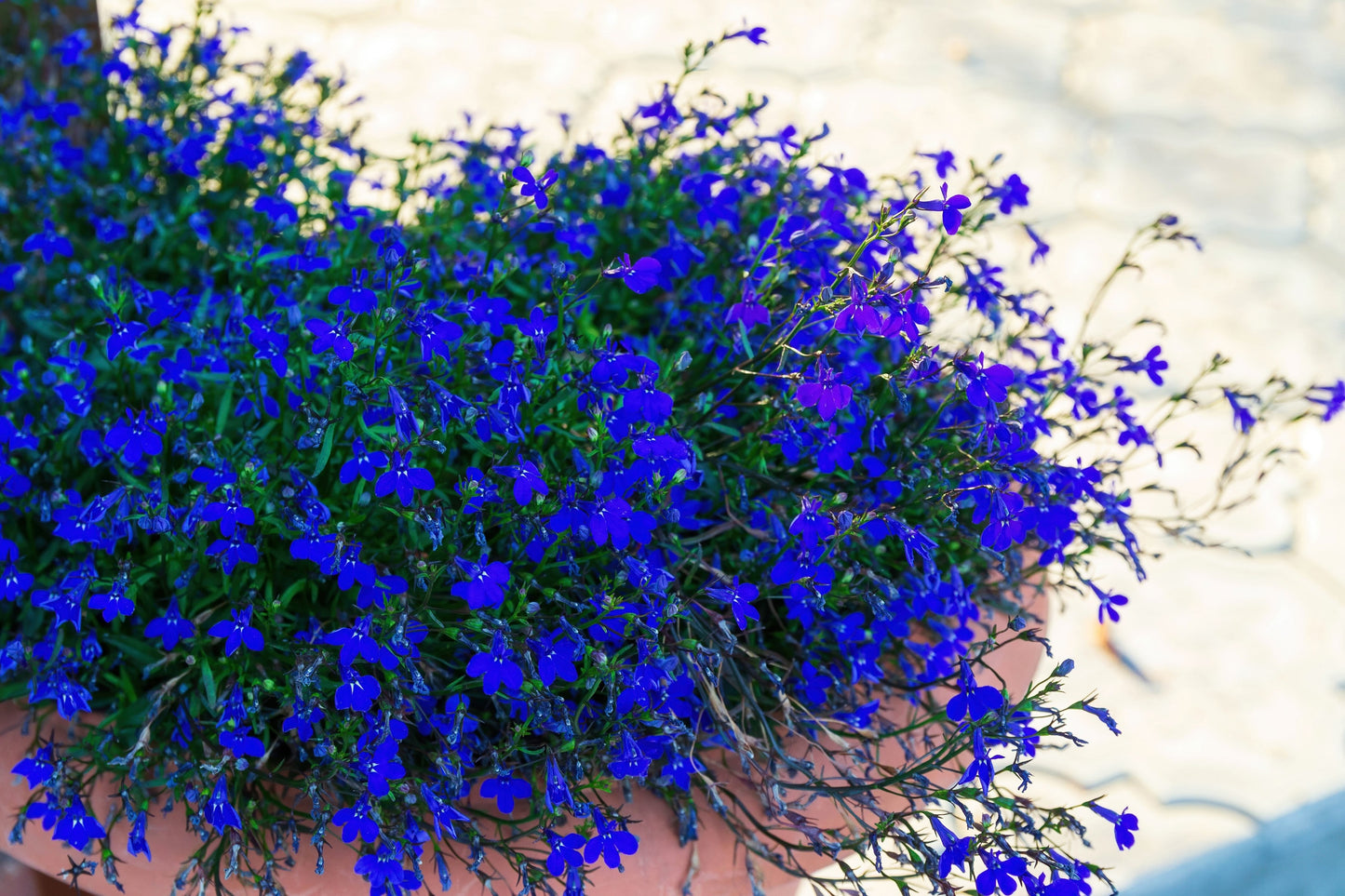 200 Electric Blue MONSOON LOBELIA Erinus Flower Seeds