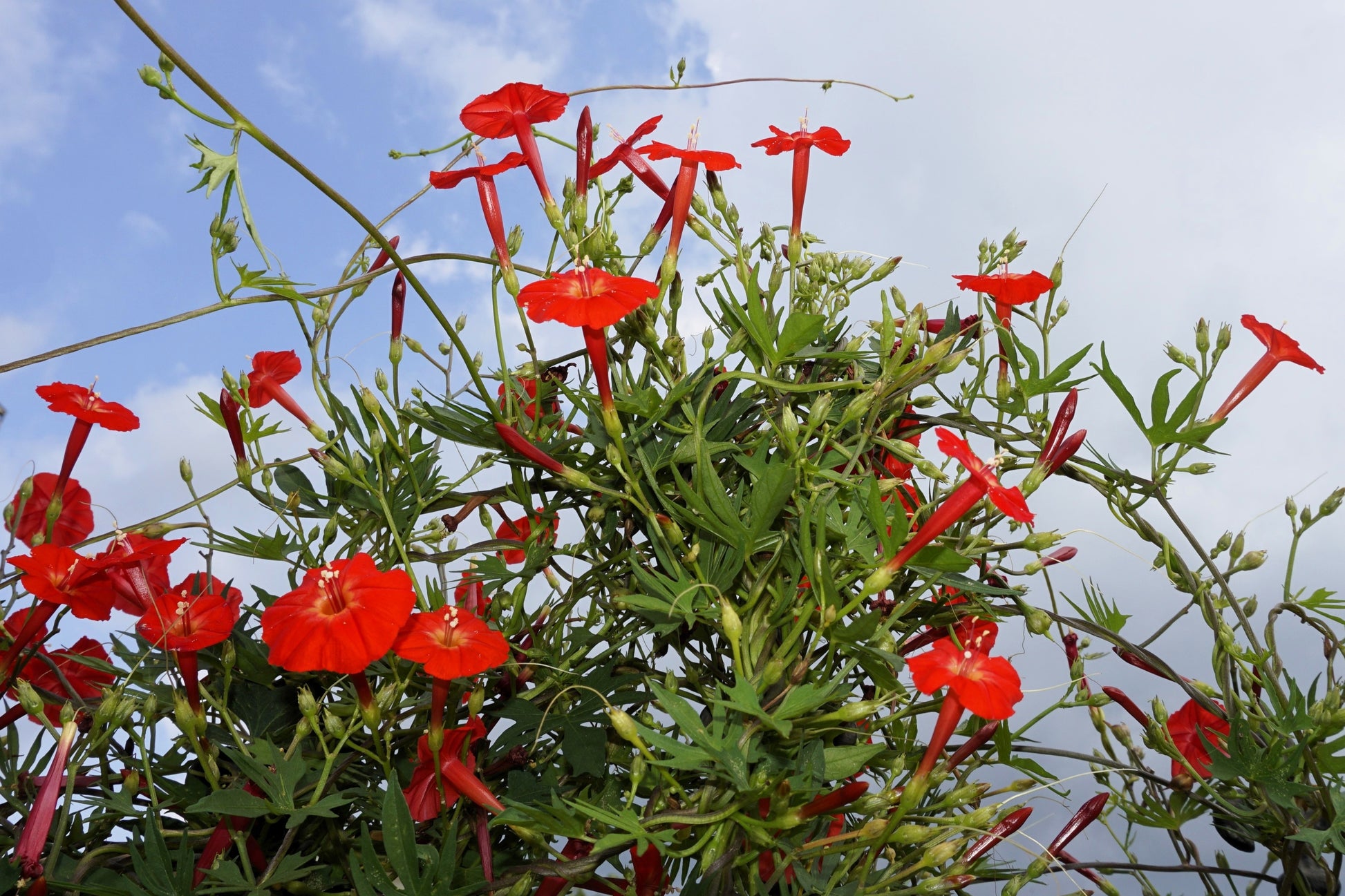 cardinal flower vine seeds 30 CARDINAL CLIMBER VINE Ipomea Quamoclit Red Flower Seeds – Seedville USA