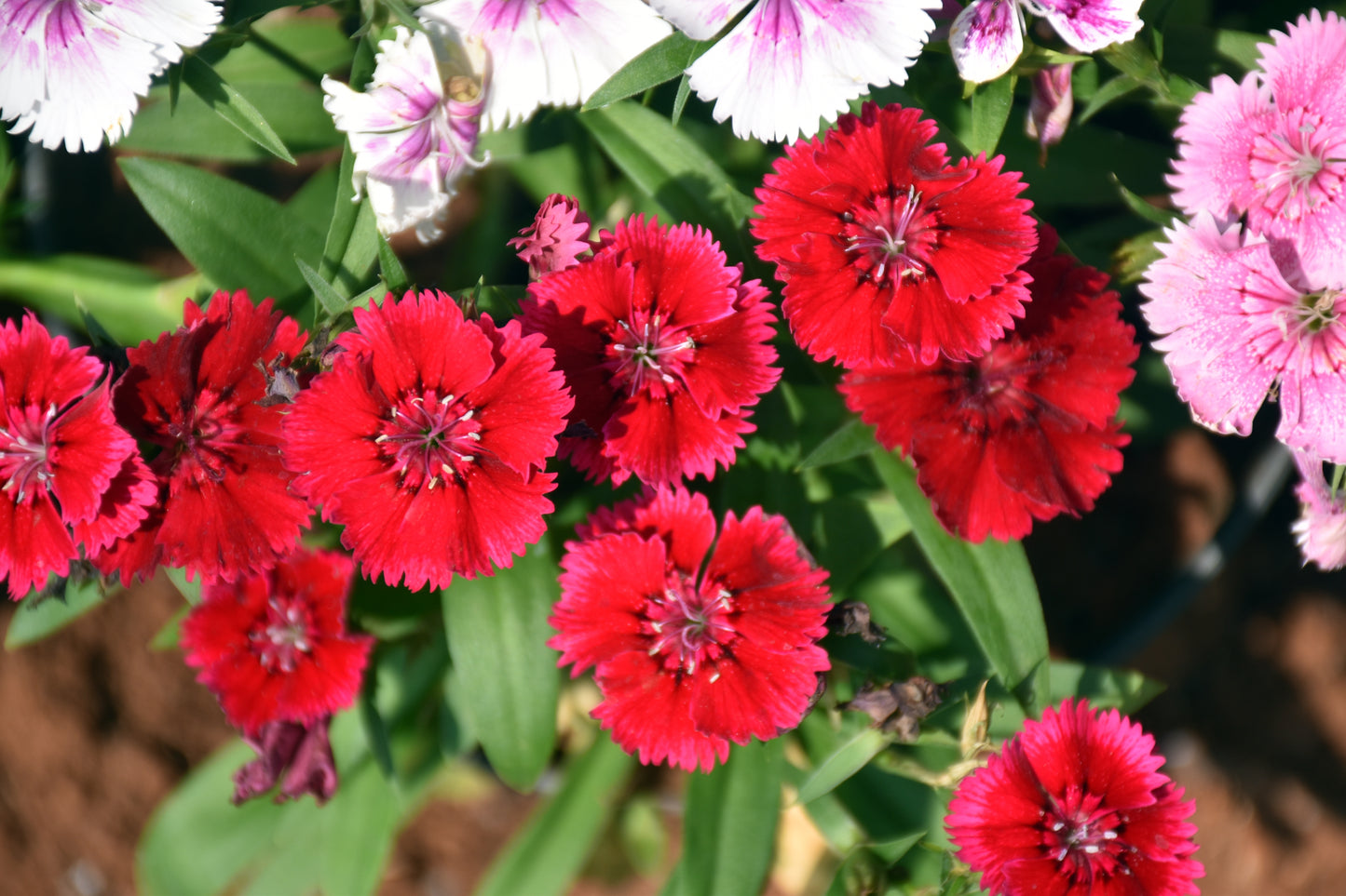 200 COTTAGE PINKS Mixed Colors (Garden, Laced, Feathered Pink) Dianthus Plumarius Flower Seeds