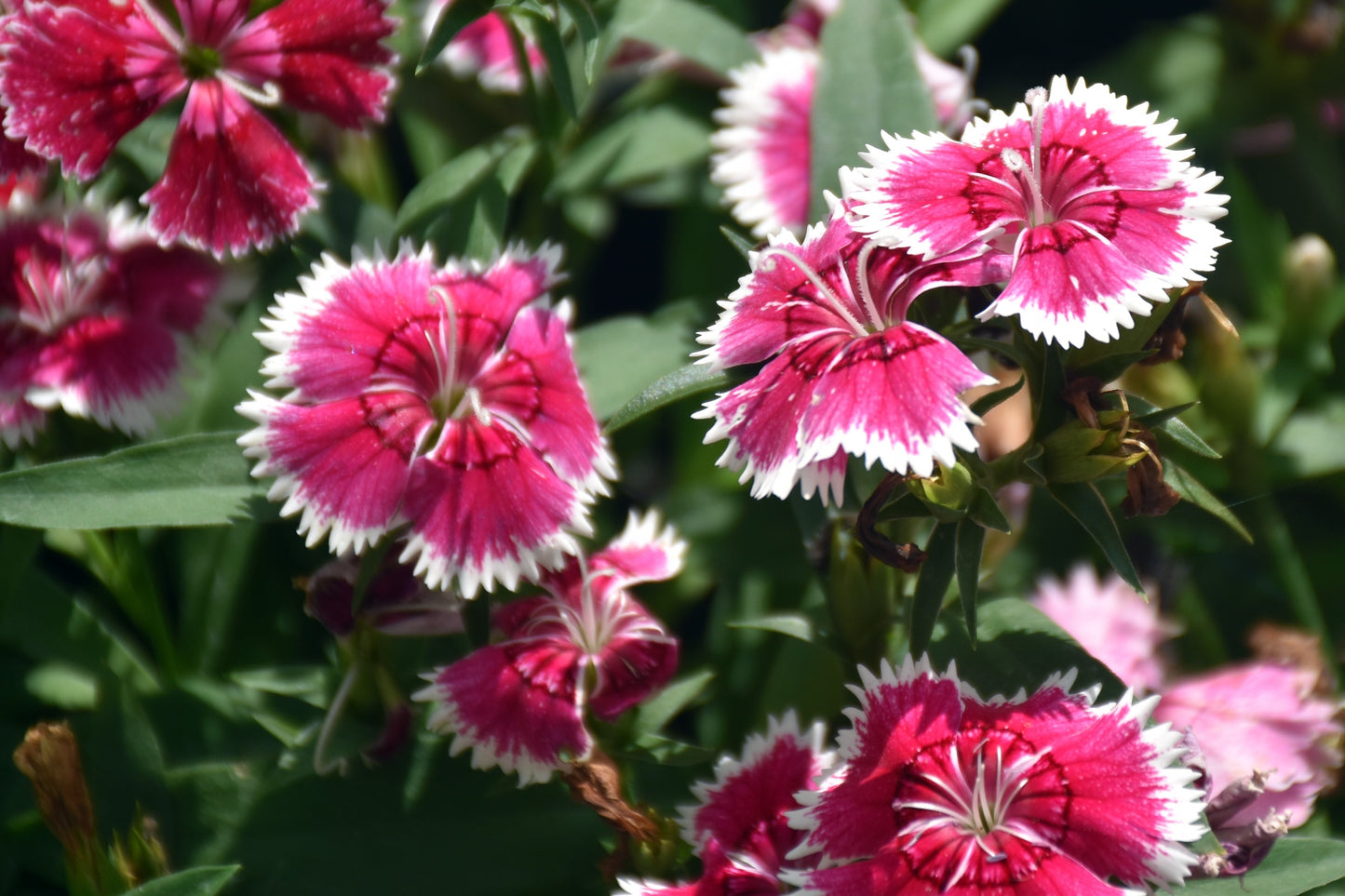 200 COTTAGE PINKS Mixed Colors (Garden, Laced, Feathered Pink) Dianthus Plumarius Flower Seeds