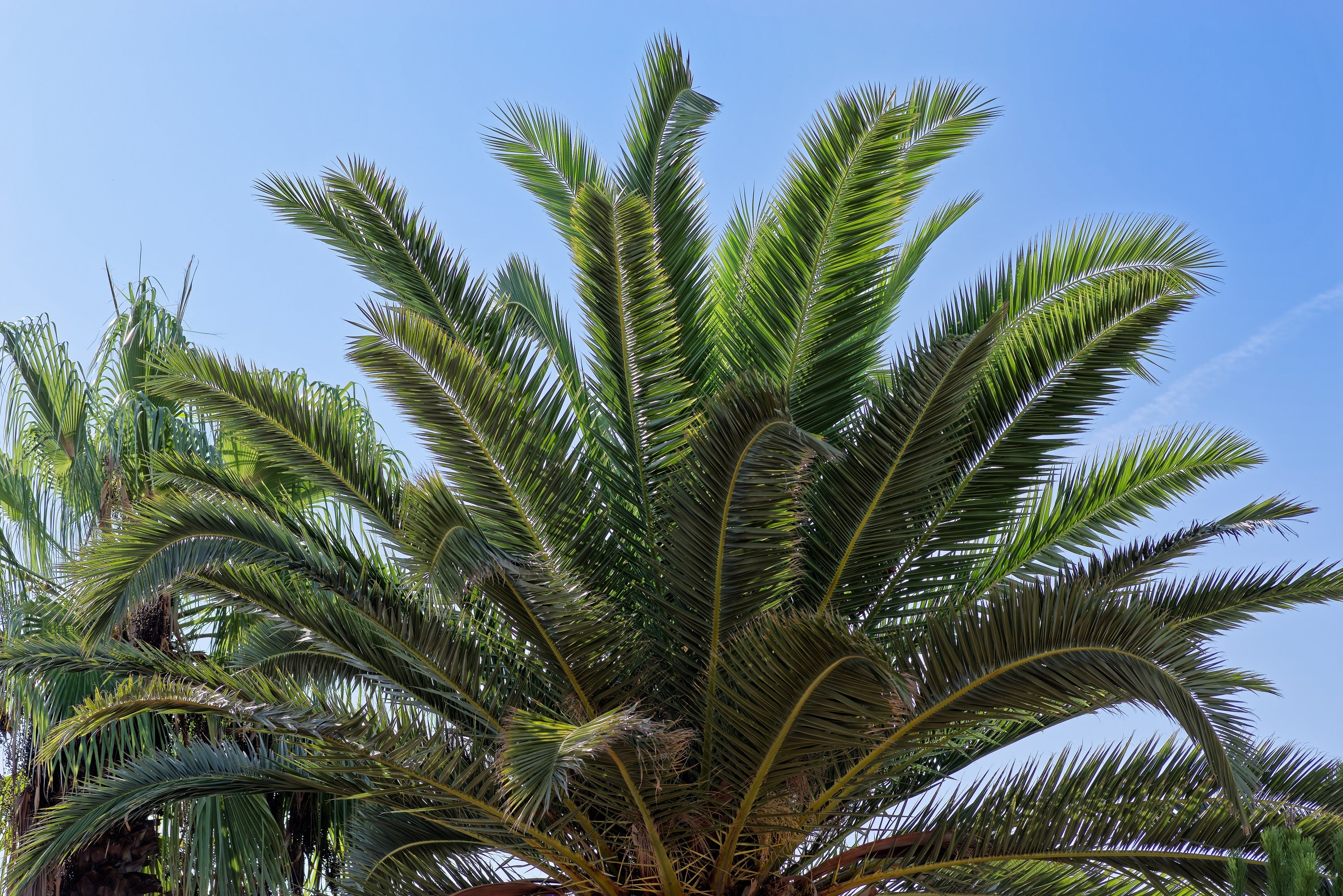 Seedville Canary Island Date Palm Seeds - Thumbnail 3