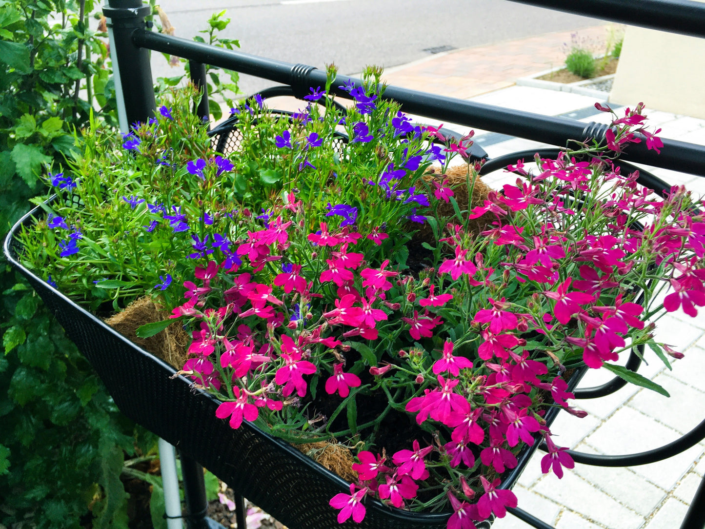 200 MAGENTA PINK LOBELIA Regatta Lobelia Erinus Flower Seeds