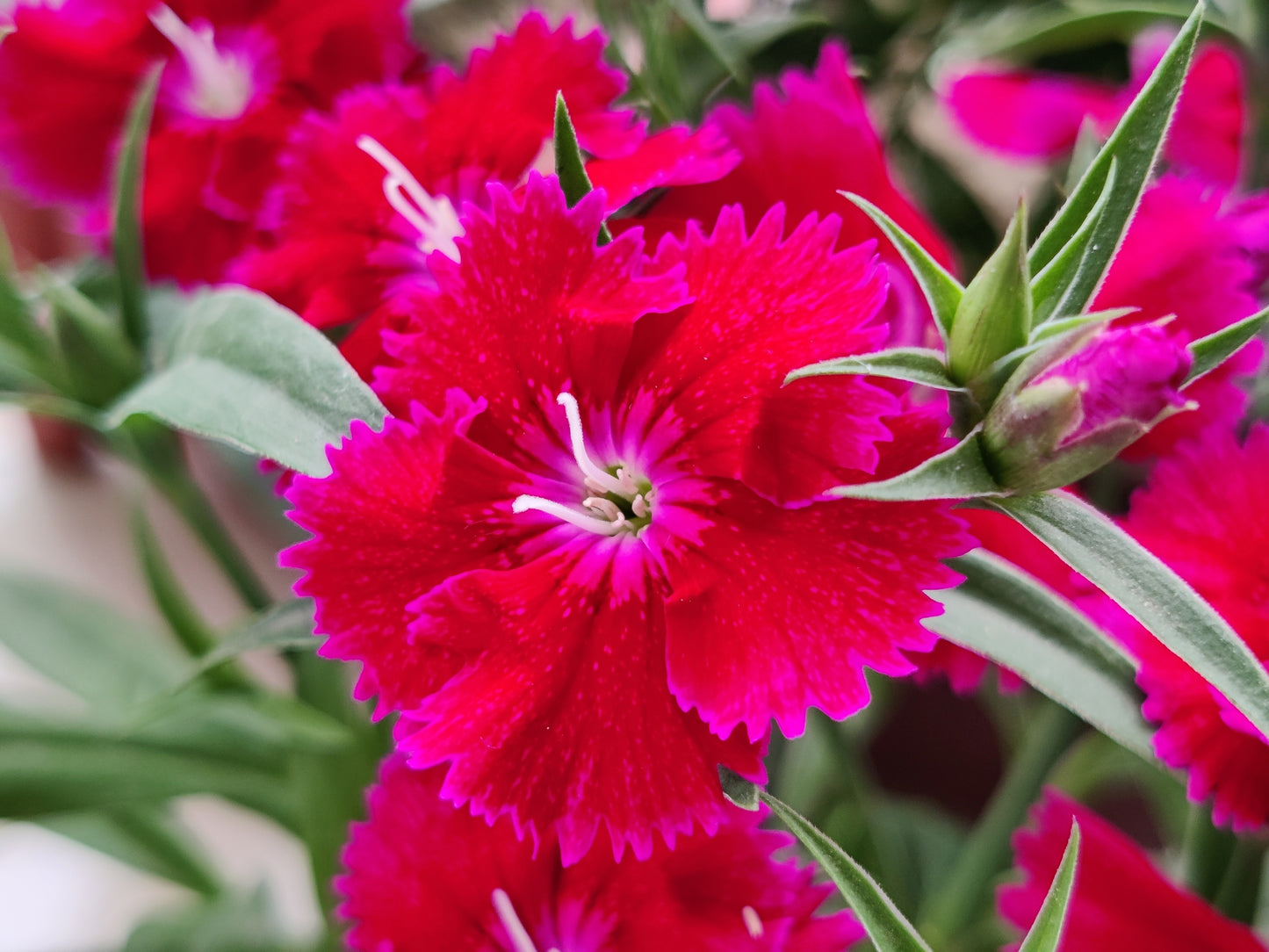 500 MIXED CHINESE PINKS China Rainbow Pink Dianthus Chinensis Bicolor Flower Seeds