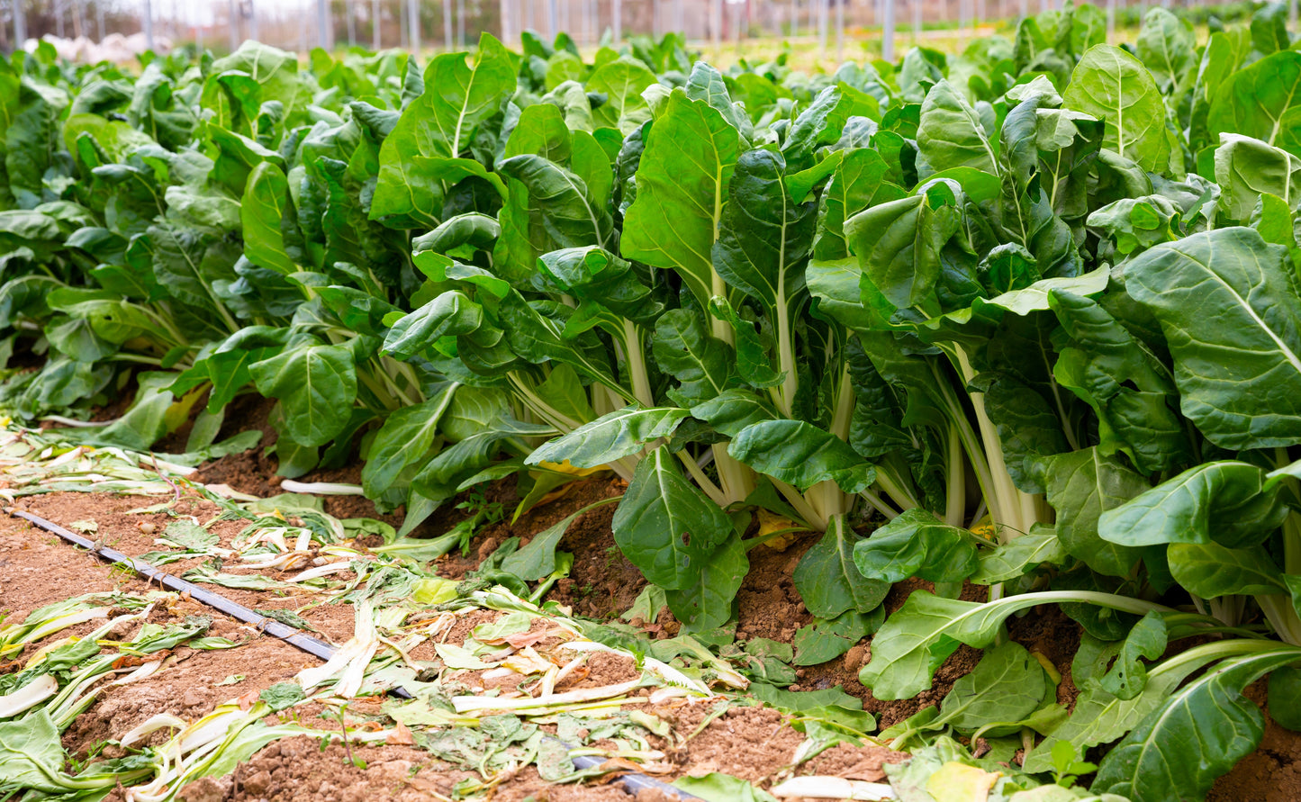 250 BARESE SWISS CHARD White Rib Perpetual Spinach Beta Vulgaris Vegetable Seeds