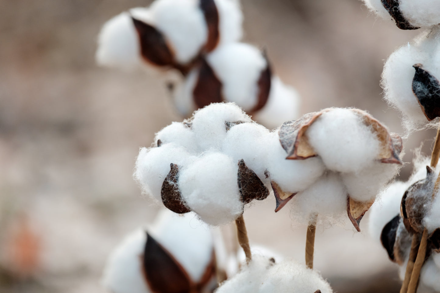 25 WHITE COTTON Gossypium Hirsutum Plant Seeds – Seedville USA