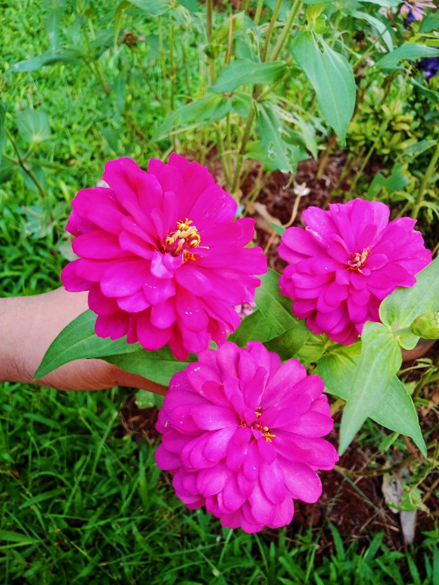 250 VIOLET QUEEN ZINNIA Elegans Purple Double Dahlia Heirloom Flower Seeds