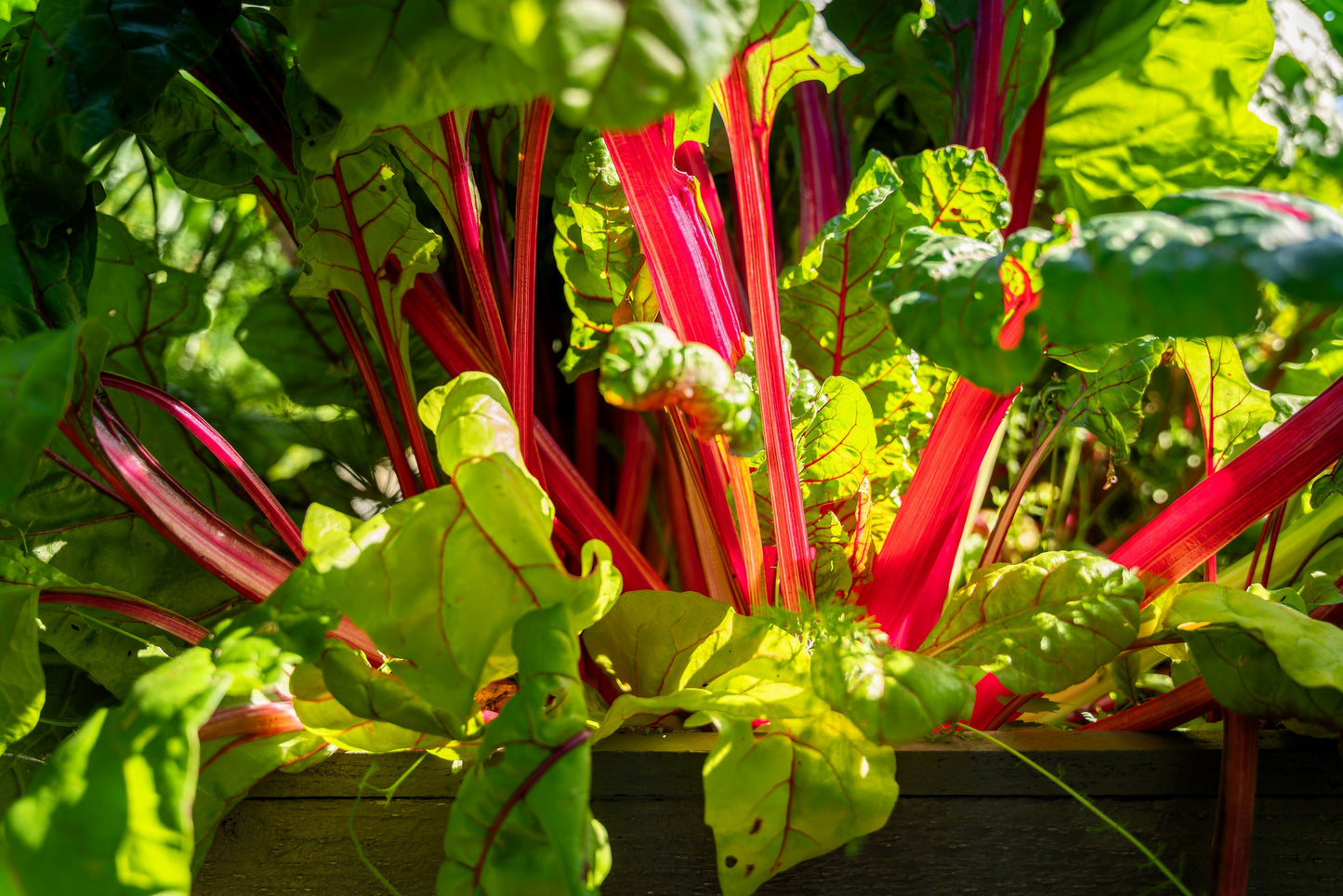 300 RUBY RED SWISS CHARD (Perpetual Spinach) Beta Vulgaris Cicla Vegetable Seeds