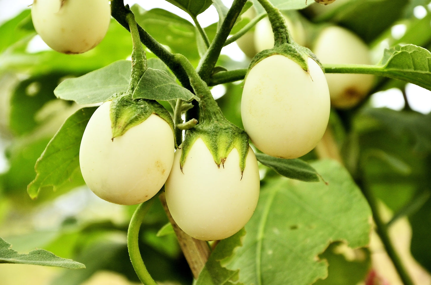 30 EASTER EGG PLANT (Easter Eggplant / Ornamental Eggplant / Nest Egg) Solanum Ovigerum Seeds