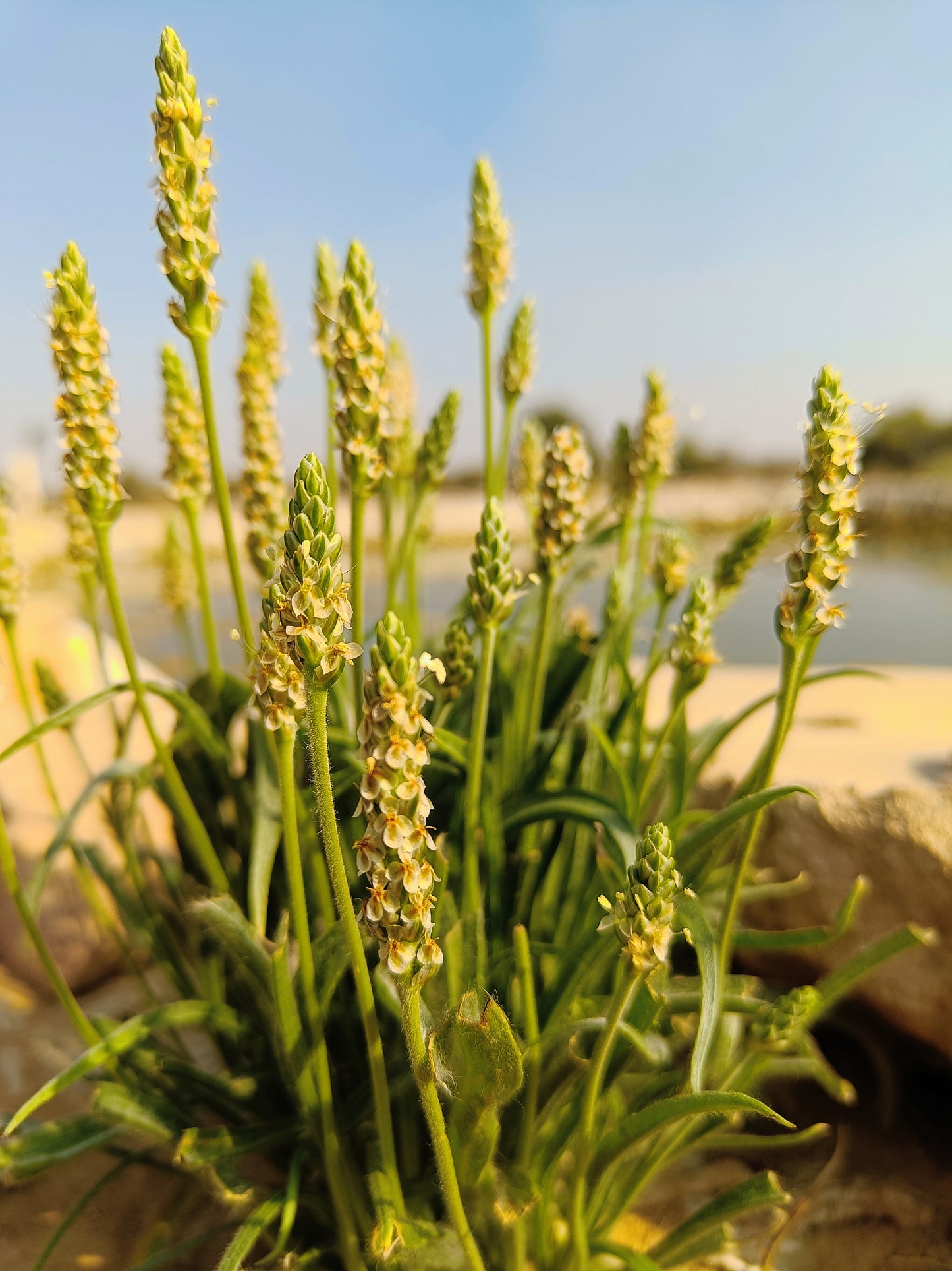 1000 Organic PSYLLIUM Plantago Ovata Plantain Herb Flower Seeds