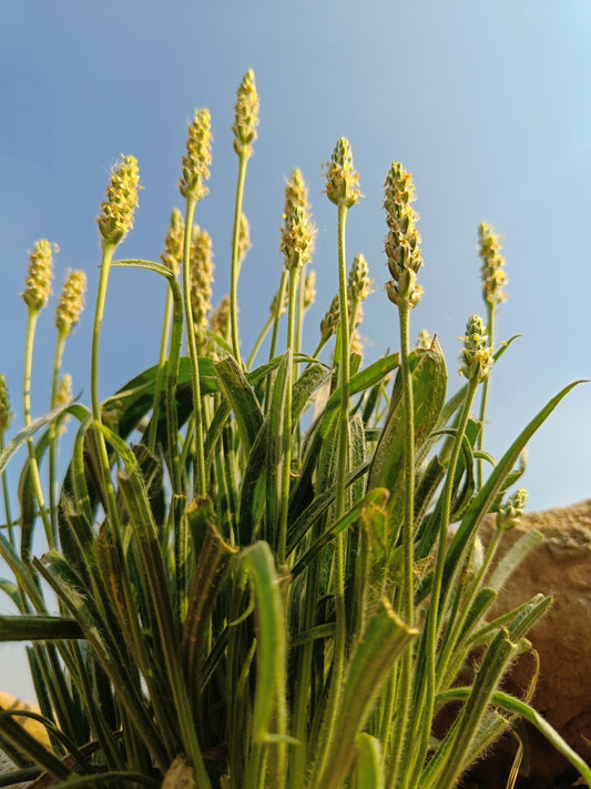 1000 Organic PSYLLIUM Plantago Ovata Plantain Herb Flower Seeds