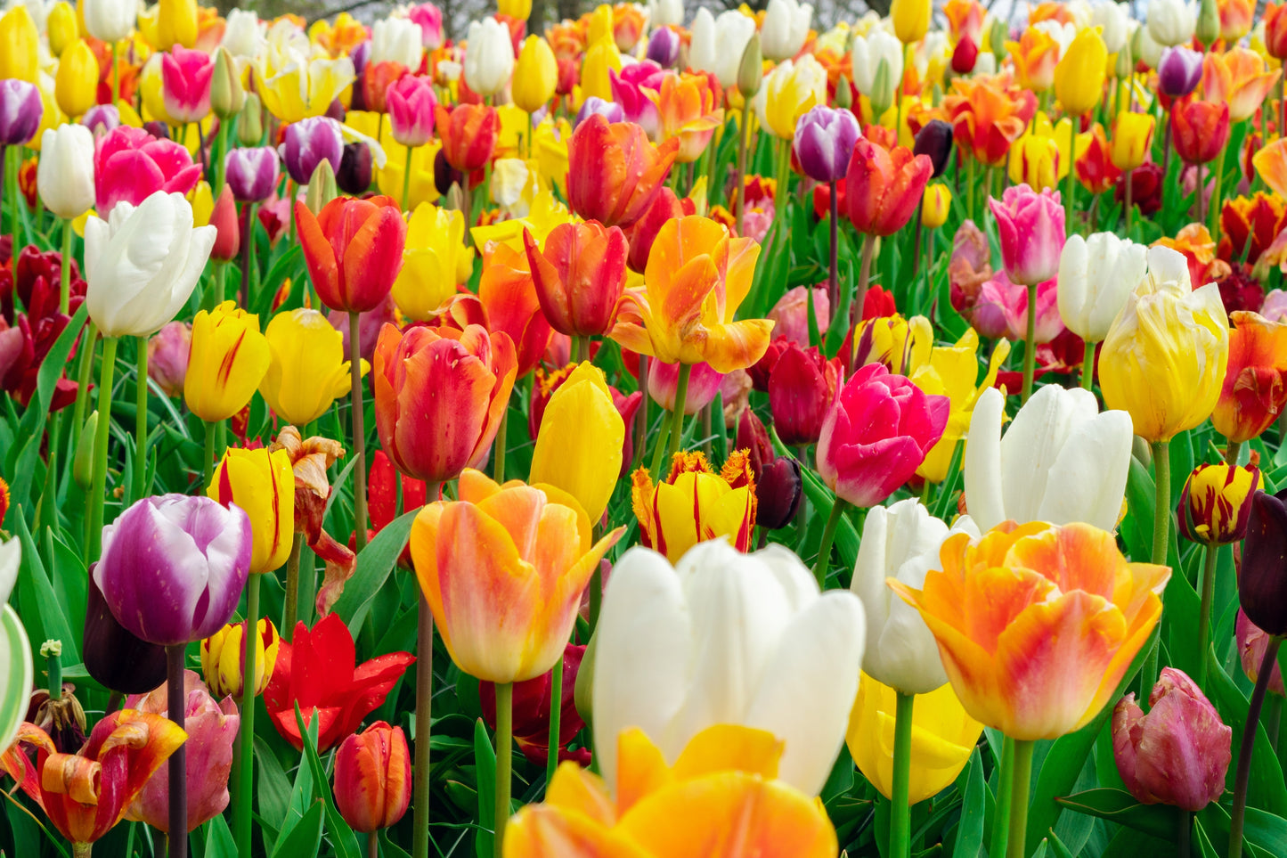 10 MIXED COLORS TULIP spp. Spring Flower Seeds