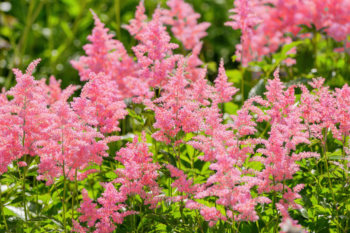 100 PINK MIX ASTILBE (False Spirea / False Goats Beard) Astilbe Chinensis Shade Flower Seeds