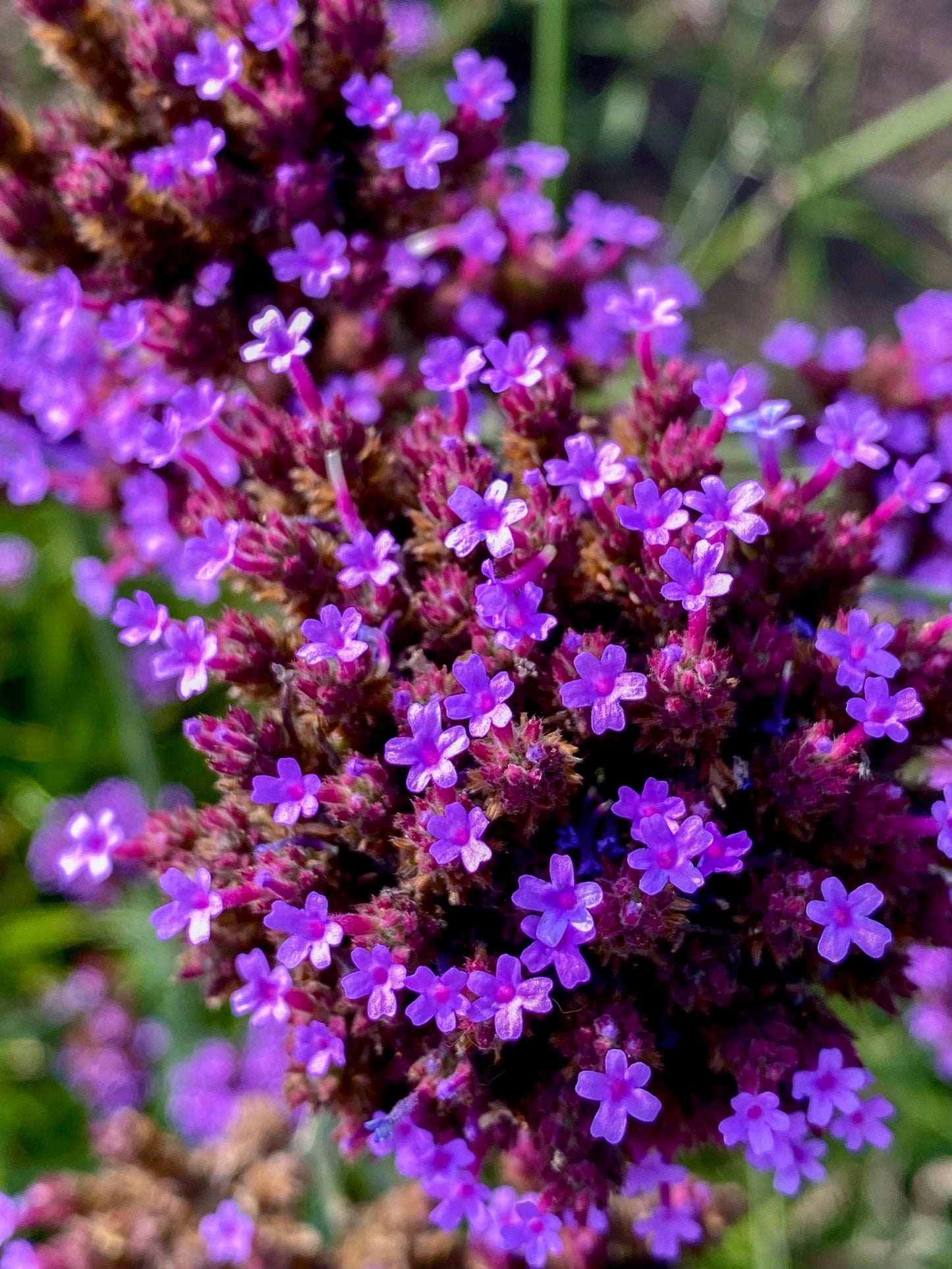 250 COMMON VERVAIN Verbena Officinalis European Herb Pink Purple Flower Seeds