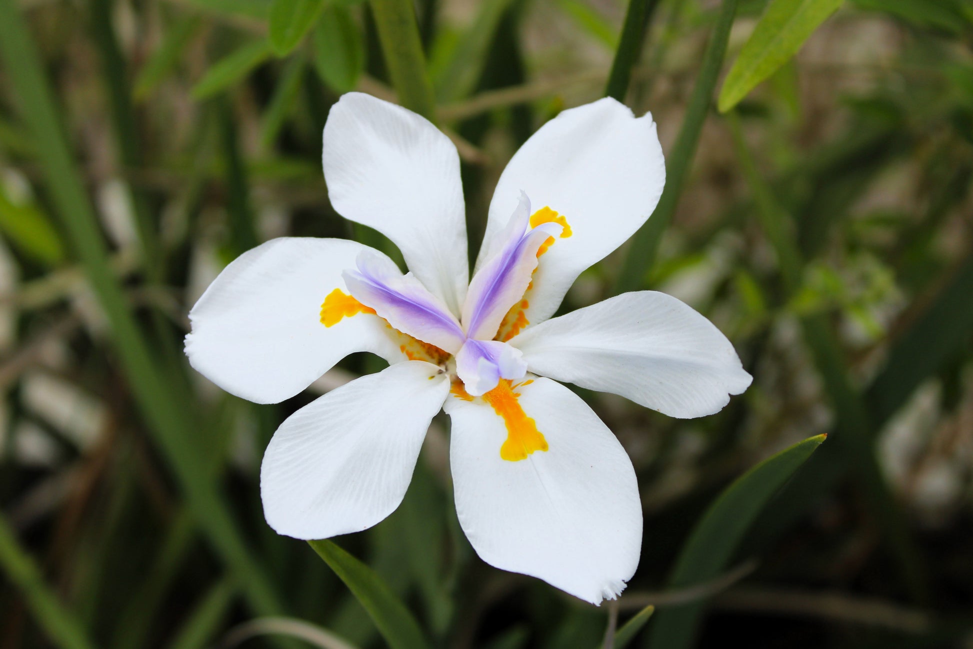lunar lily white african violet 25 WHITE AFRICAN IRIS Fortnight Lily Dietes Iridioides Vegeta aka Cape – Seedville USA