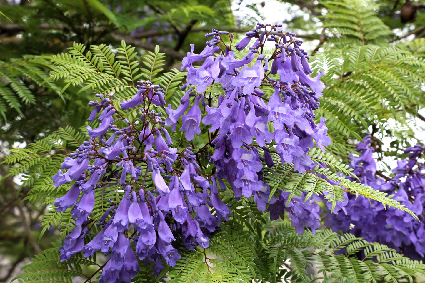 25 BLUE JACARANDA TREE ( Fern Tree / Brazilian Rose Wood / Green Ebony ) Jacaranda Mimosifolia Seeds