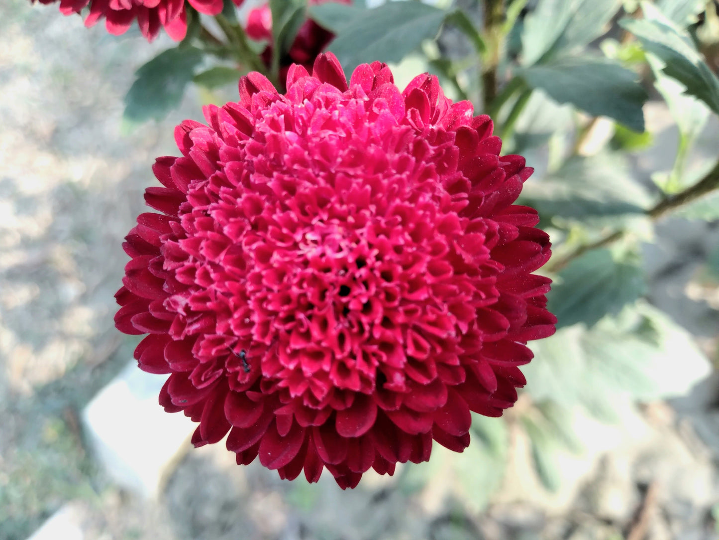 250 Double RED CHINA ASTER Callistephus Chinensis Flower Seeds