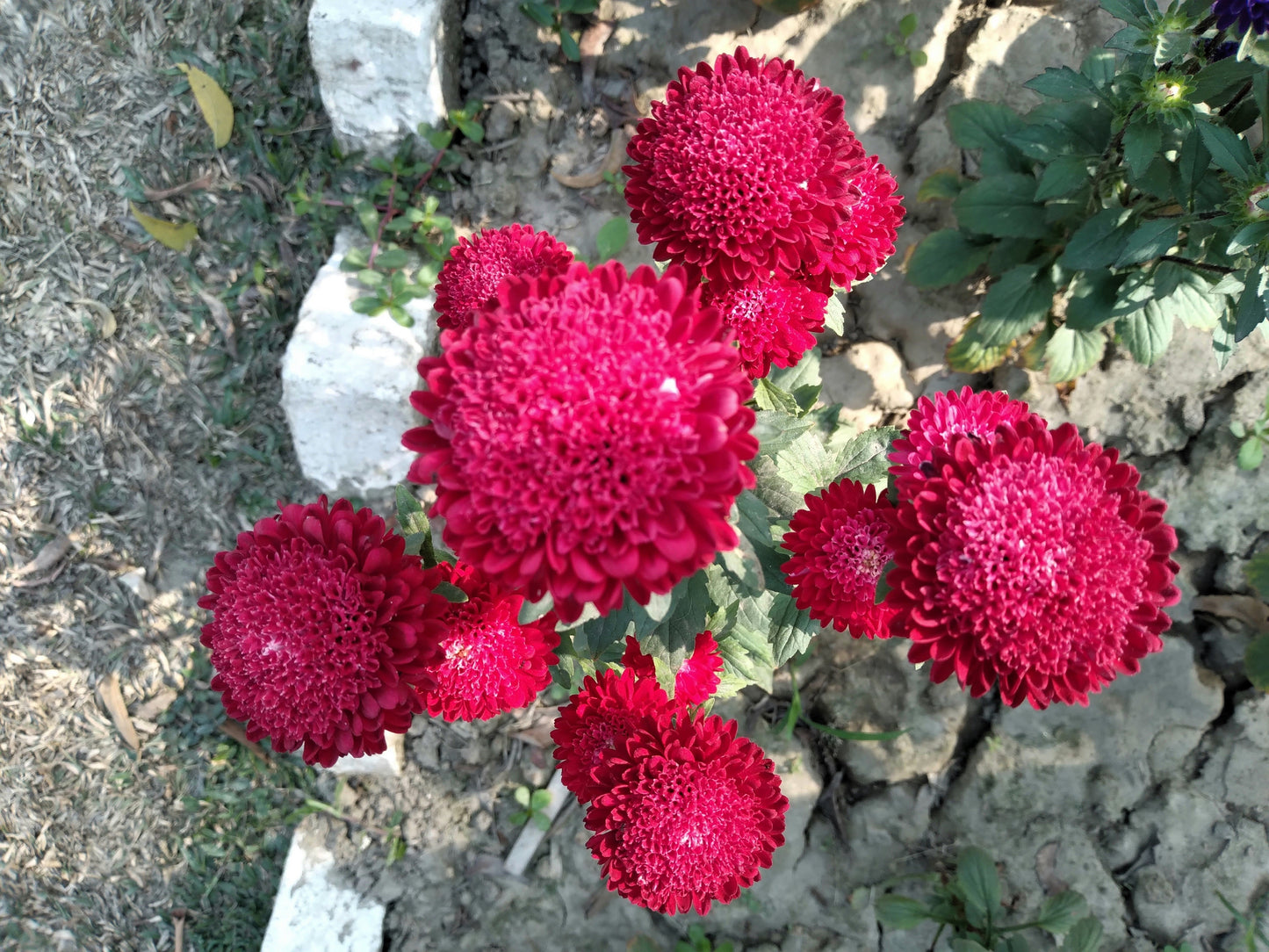 250 Double RED CHINA ASTER Callistephus Chinensis Flower Seeds