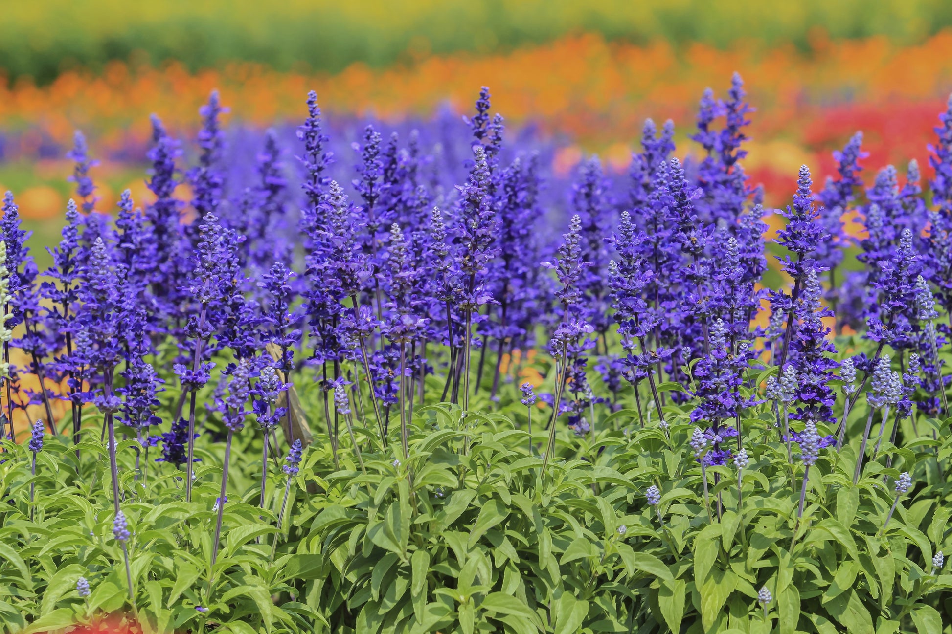 500 BLUE BEDDER SAGE Salvia Farinacea Flower Seeds – Seedville USA