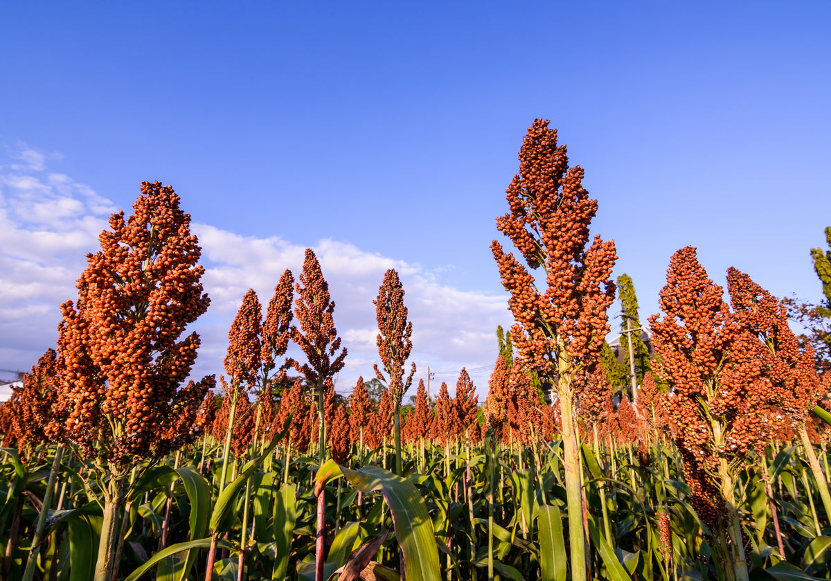 100 Wild Game FOOD PLOT SORGHUM aka Milo Deer & Game Bird Bicolor Seeds