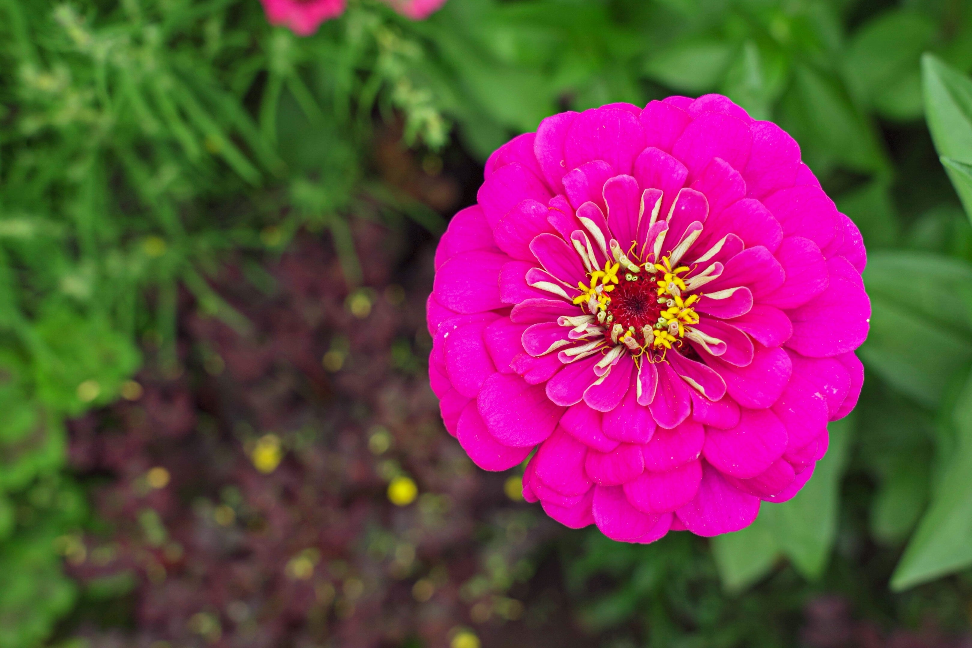 のの★薔薇と紫陽花　最高級綿100%セミダブル　クイーン仕立て直し 250 VIOLET QUEEN ZINNIA Elegans Purple Double Dahlia Heirloom