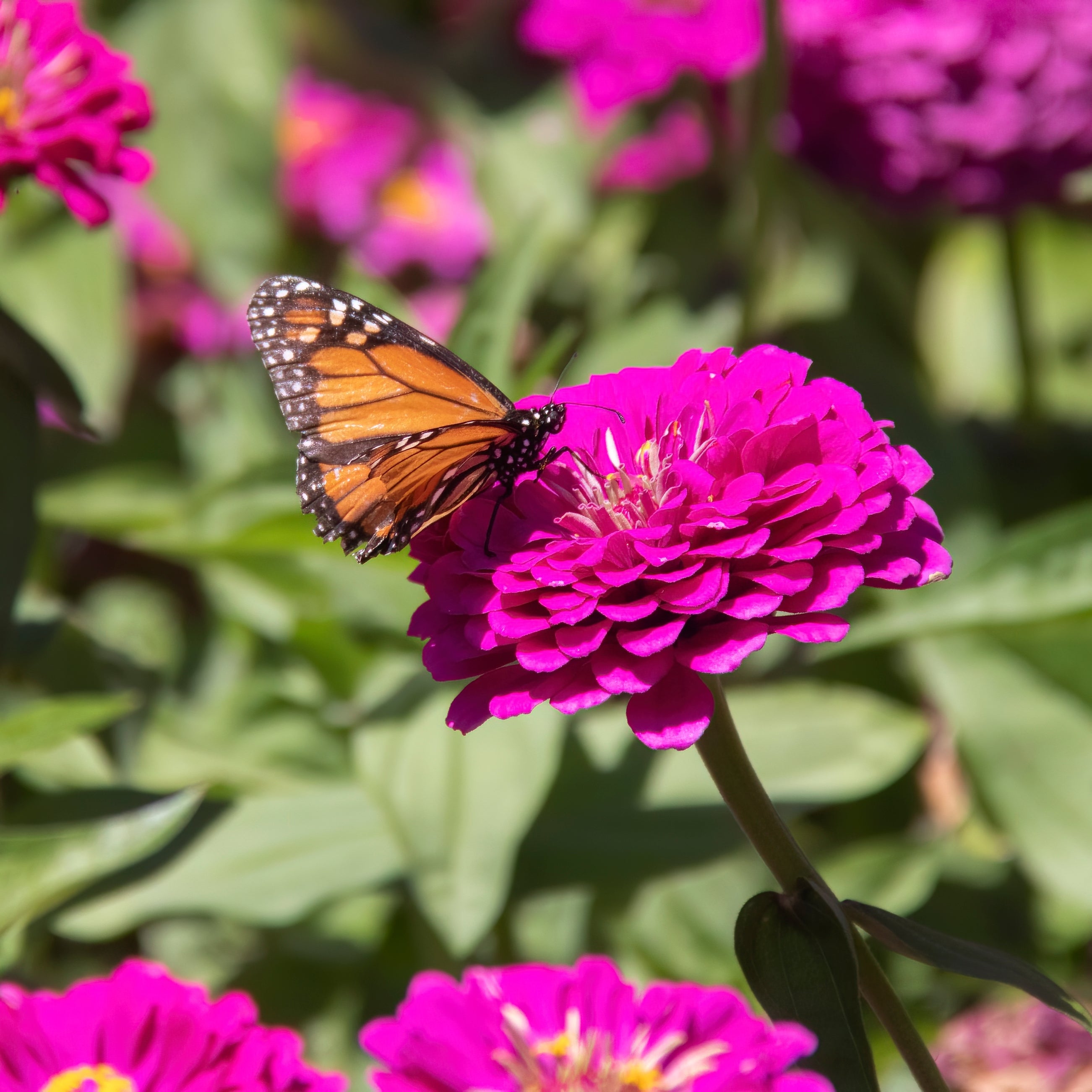 のの★薔薇と紫陽花　最高級綿100%セミダブル　クイーン仕立て直し 250 VIOLET QUEEN ZINNIA Elegans Purple Double Dahlia Heirloom