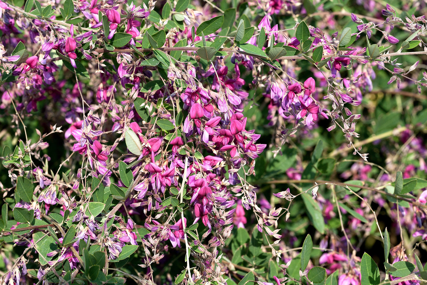 100 SLENDER BUSH CLOVER Lespedeza Virginica Bushclover Native Shrub Pink Purple Flower Legume Seeds