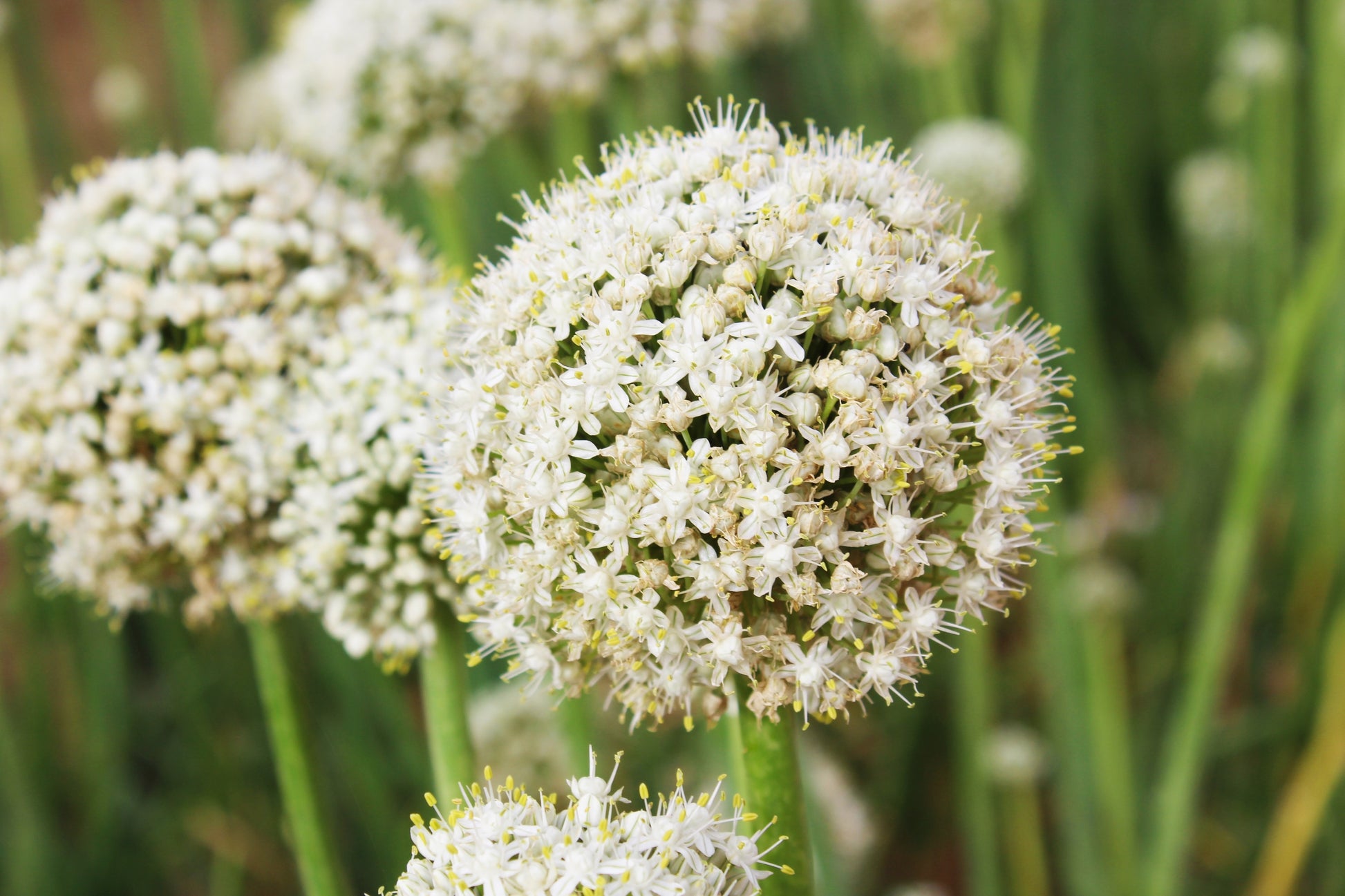 plant seeds in spanish 500 Sweet YELLOW SPANISH ONION Allium Cepa Vegetable Seeds – Seedville USA