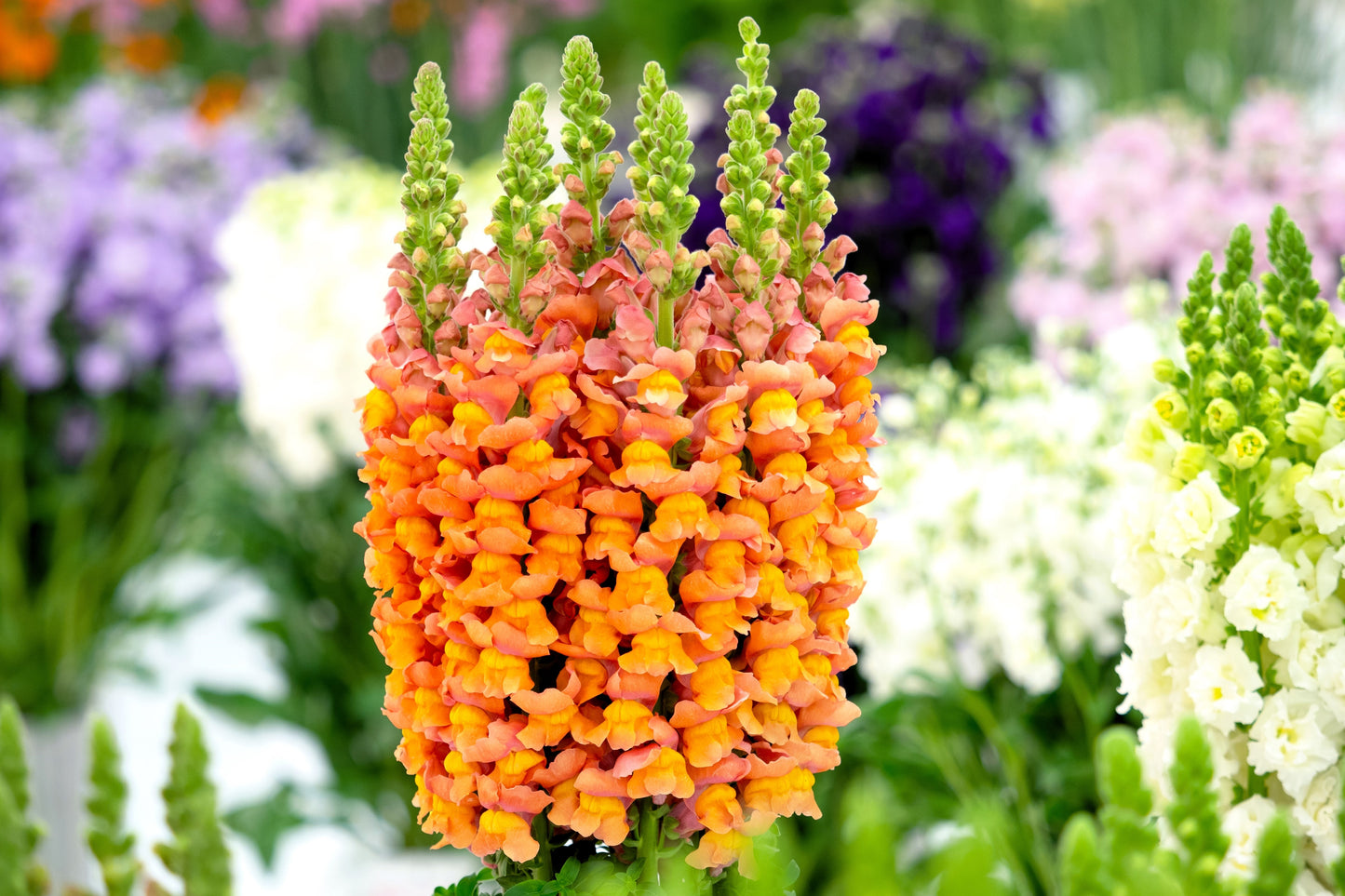 250 ORANGE WONDER SNAPDRAGON Antirrhinum Majus Flower Seeds