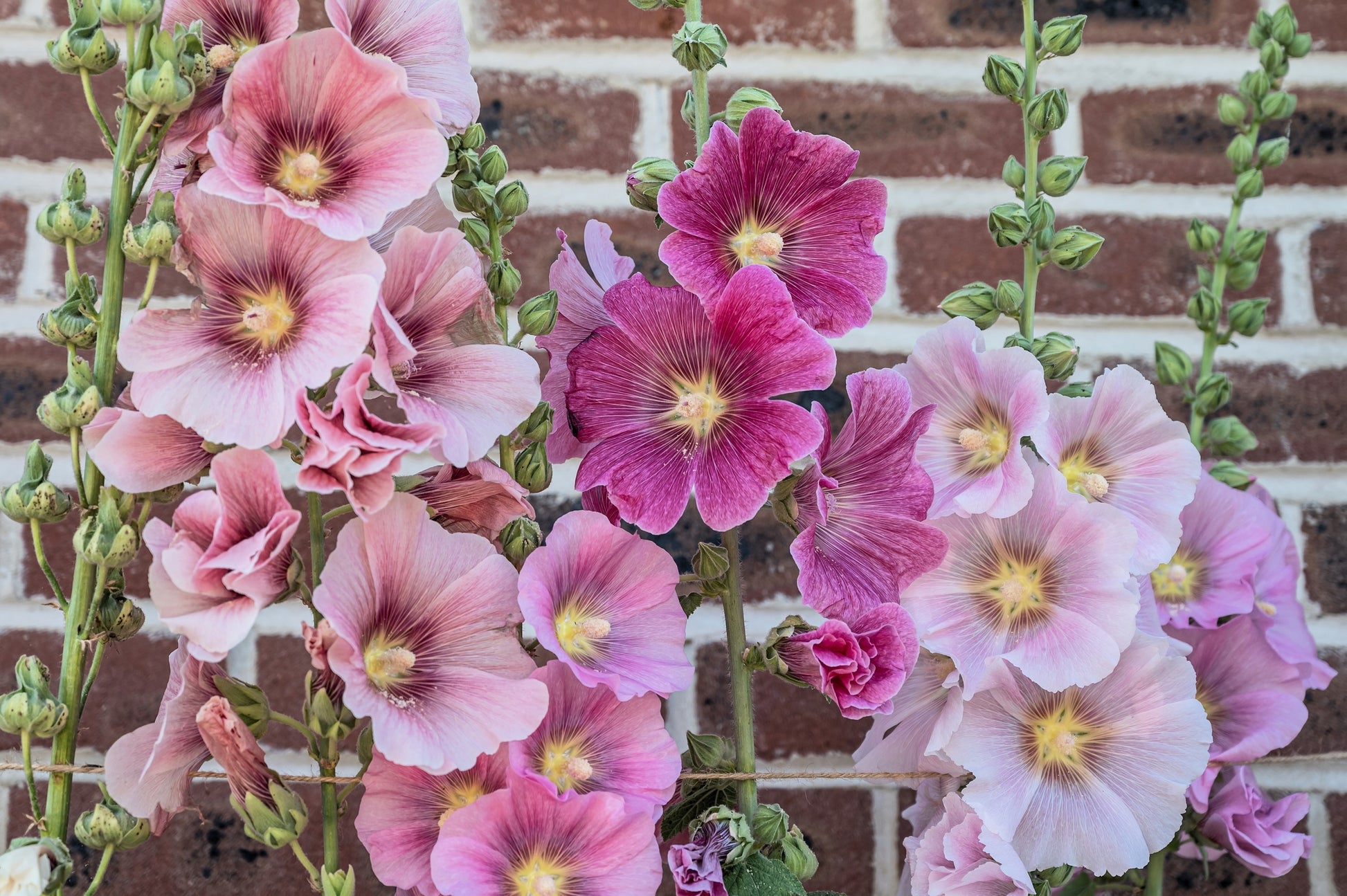 country flower seeds 50 Mixed Colors HOLLYHOCK COUNTRY ROMANCE Mix Alcea Rosea Flower Seeds