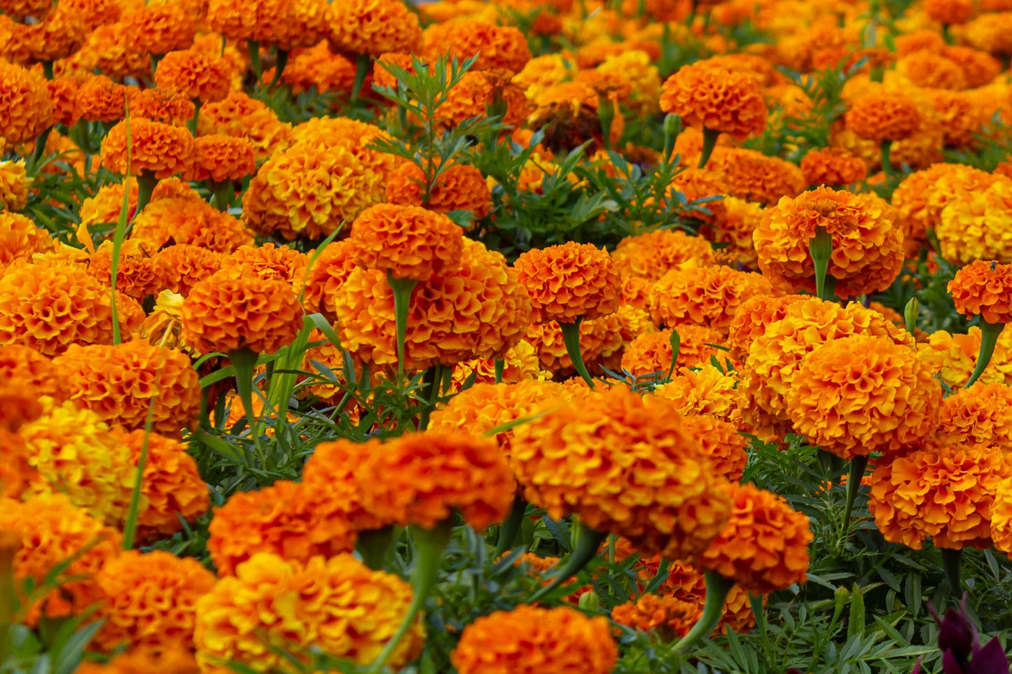 250 AFRICAN MARIGOLD CRACKERJACK Mixed Color Tagetes Erecta Flower Seeds