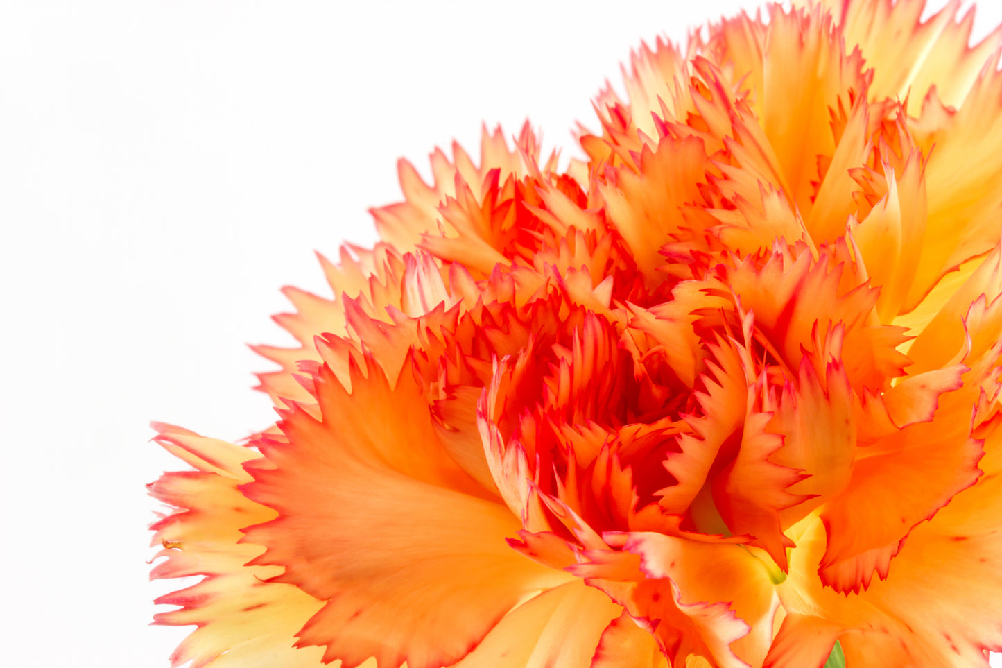 50 ORANGE CARNATION Dianthus Caryophyllus Chabaud Double Flower Seeds