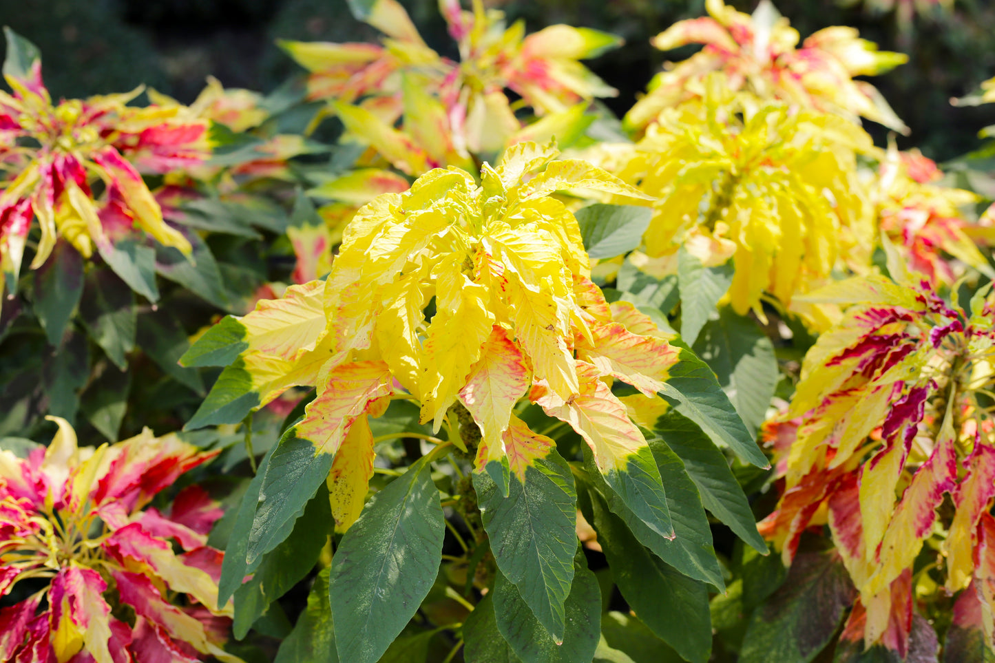 50 AURORA YELLOW AMARANTHUS Tricolor Josephs Coat Flower Seeds