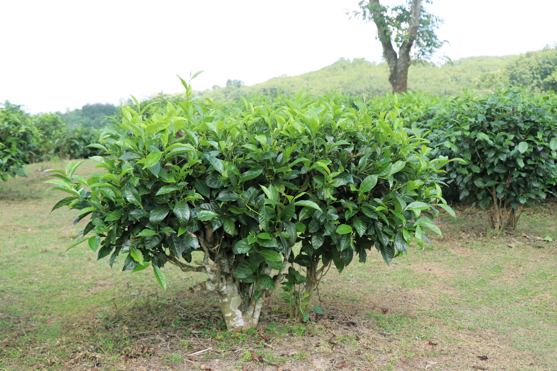 camellia sinensis plant seeds 5 TEA PLANT Black & Green Drinking Tea Camellia Sinensis Evergreen Tree Shrub Flower Seeds