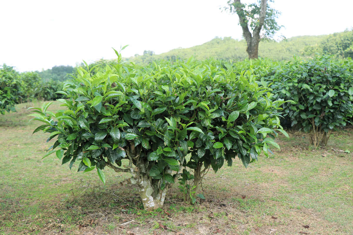 5 TEA PLANT Black & Green Drinking Tea Camellia Sinensis Evergreen Tre ...