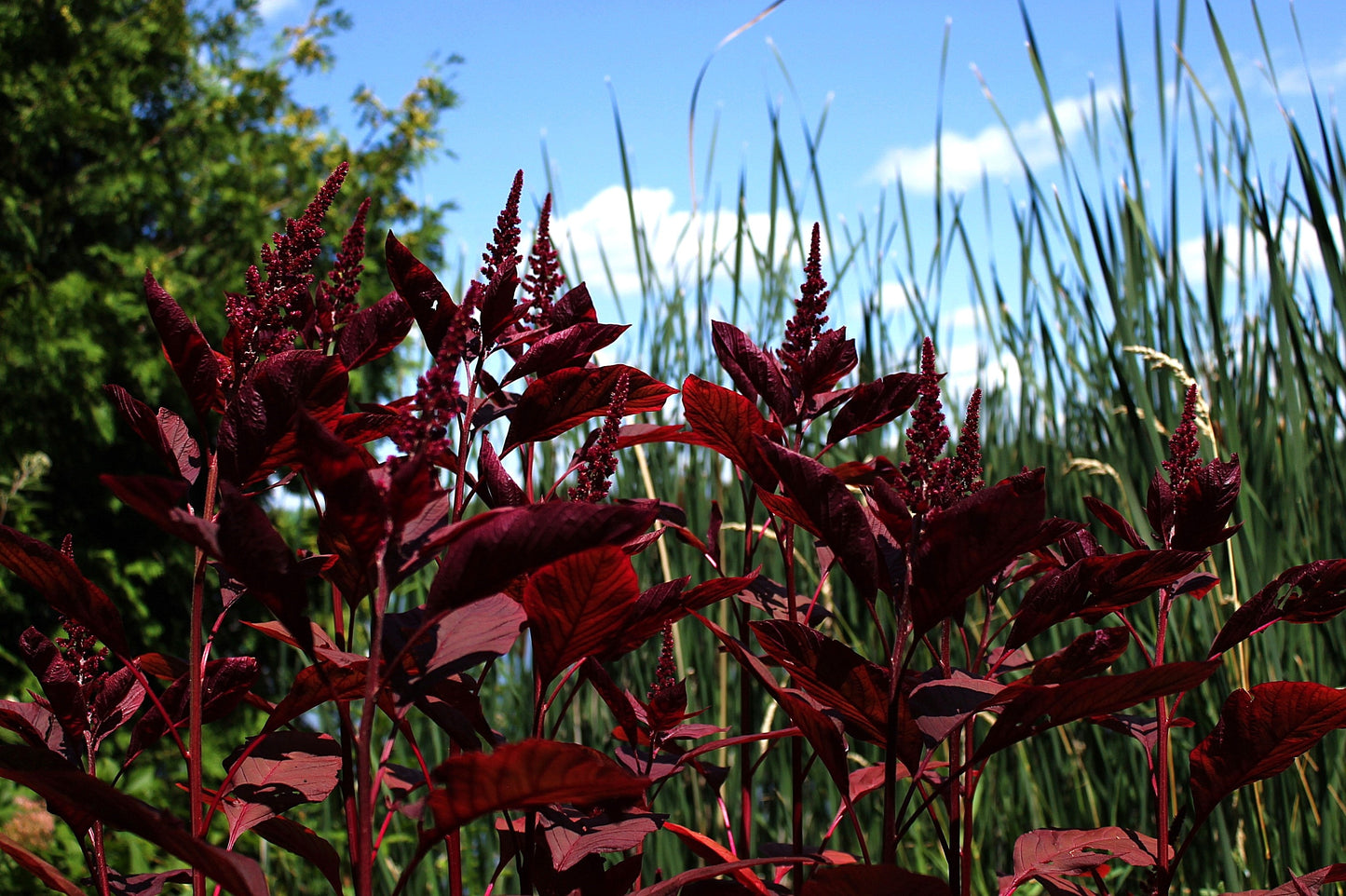 500 RED GARNET AMARANTH Amaranthus Tricolor Vegetable Flower Seeds