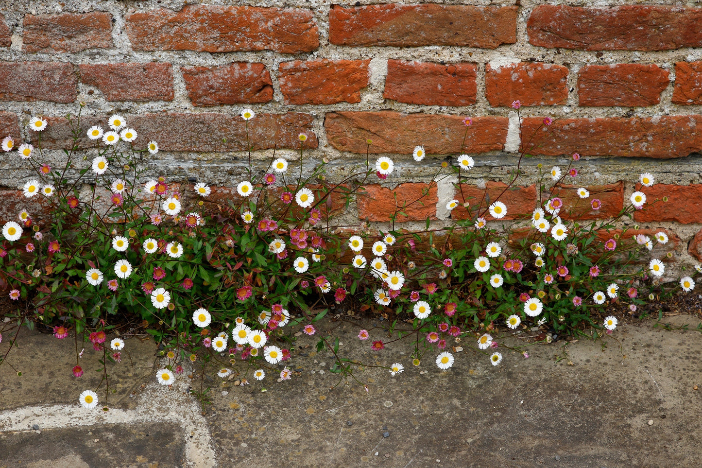 50 SANTA BARBARA DAISY Mexican Fleabane Erigeron Karvinskianus Tricolor Mixed Colors White Pink Purple Flower Seeds