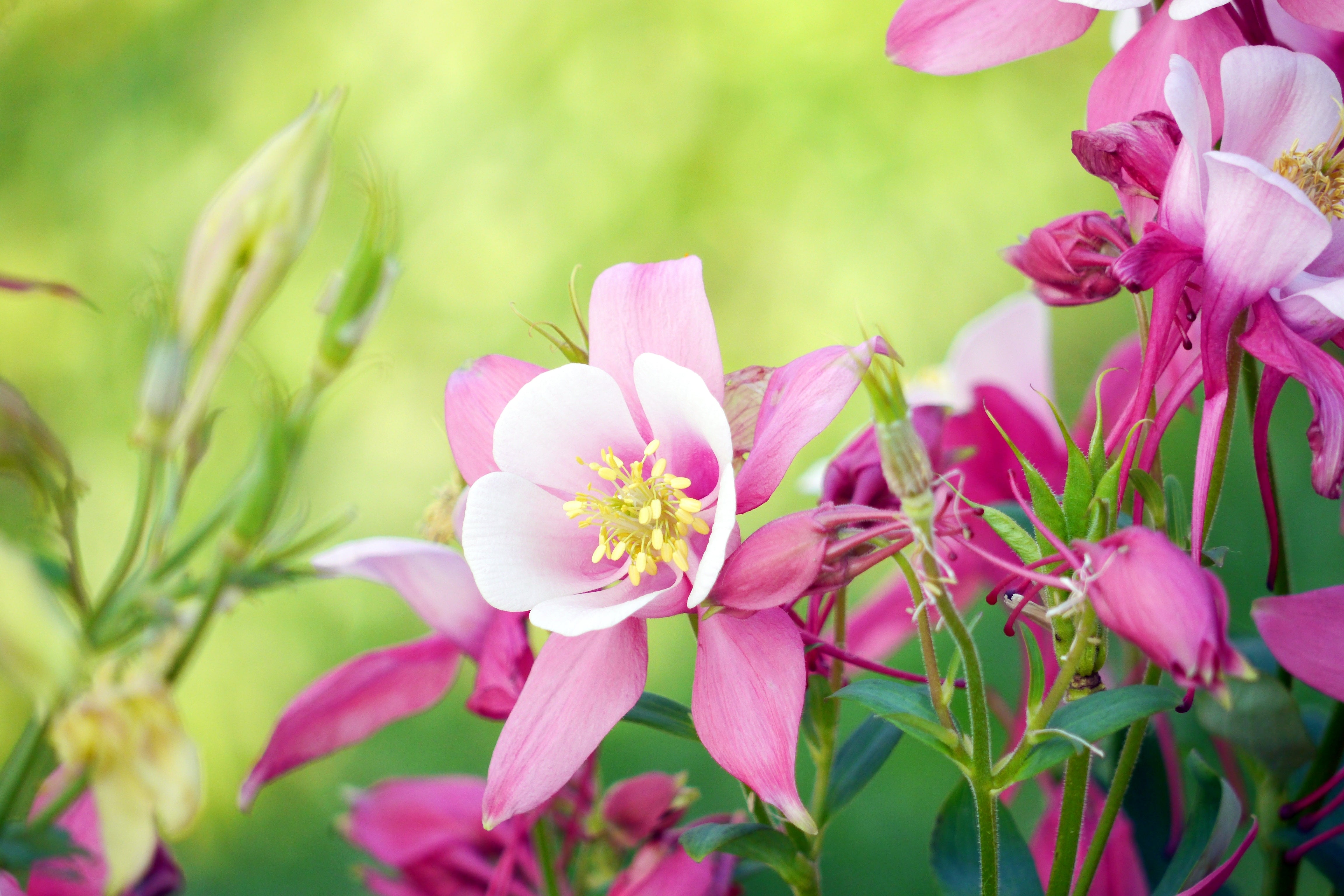Seedville European Columbine