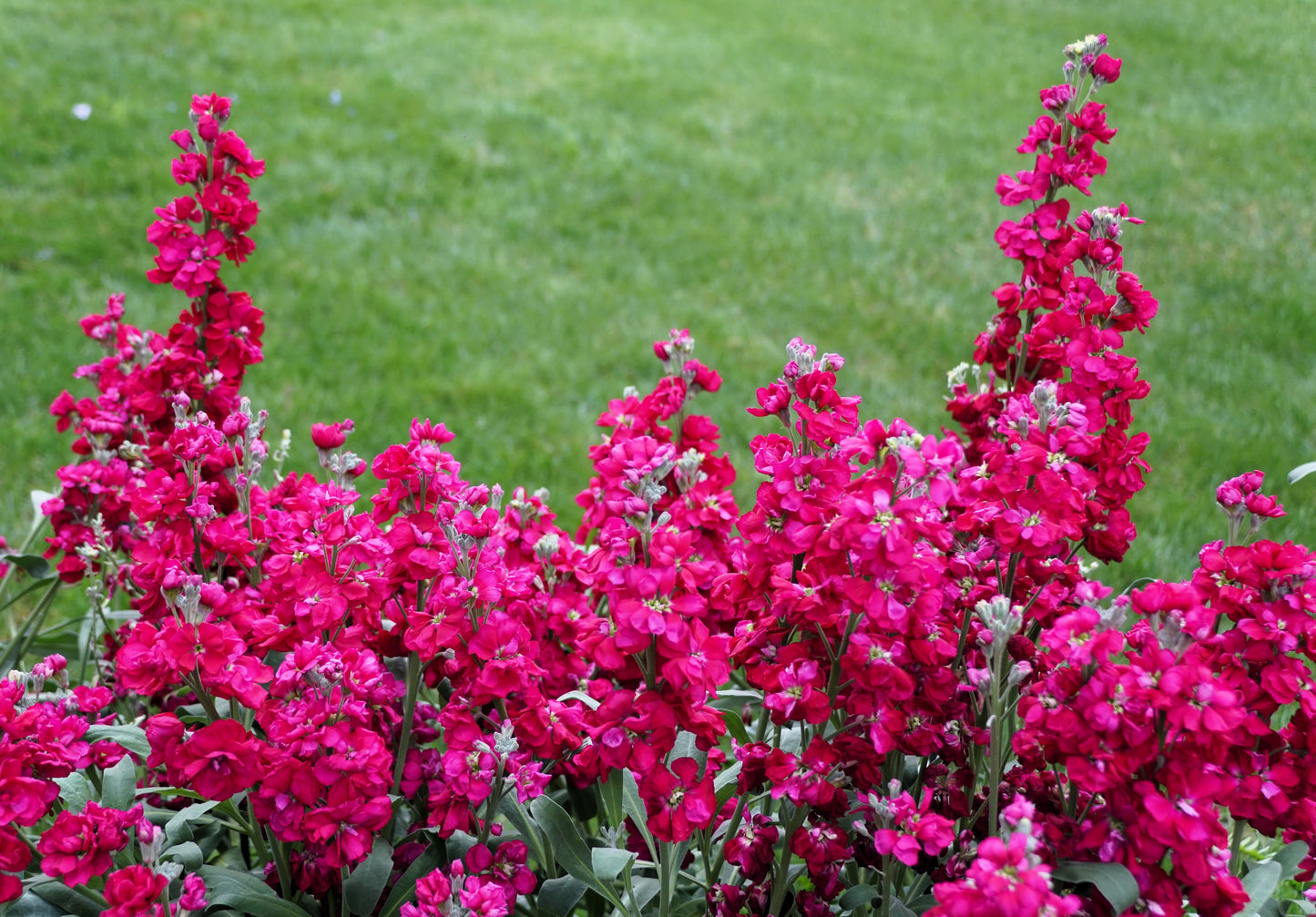 50 Rose PINK STOCK Matthiola Incana Ten-Week Gillyflower Seeds