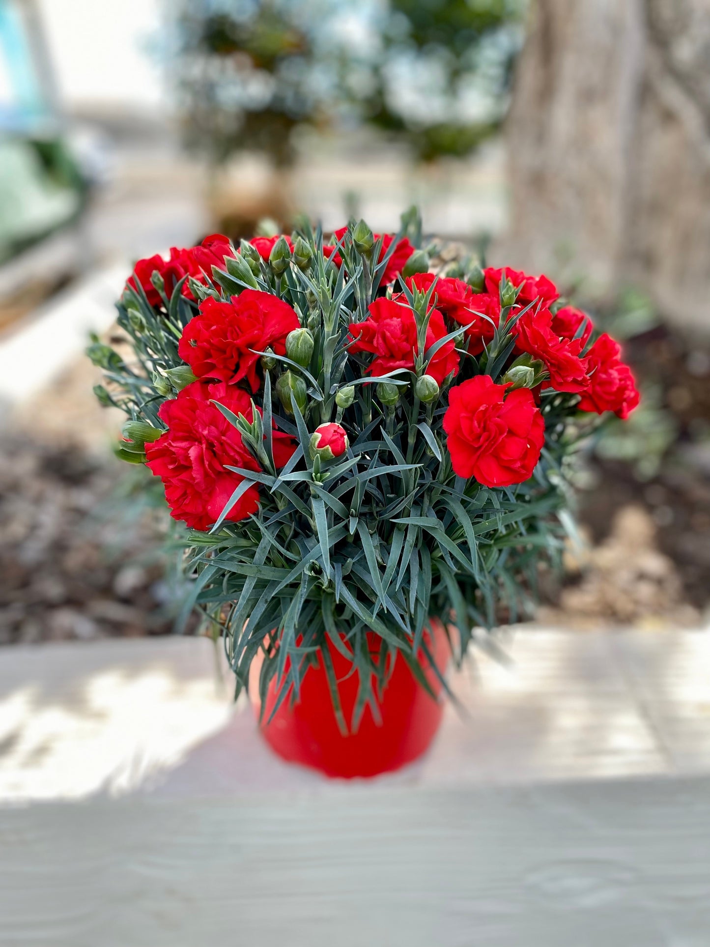 50 SCARLET RED CARNATION Dianthus Caryophyllus Grenadin Double Flower Seeds