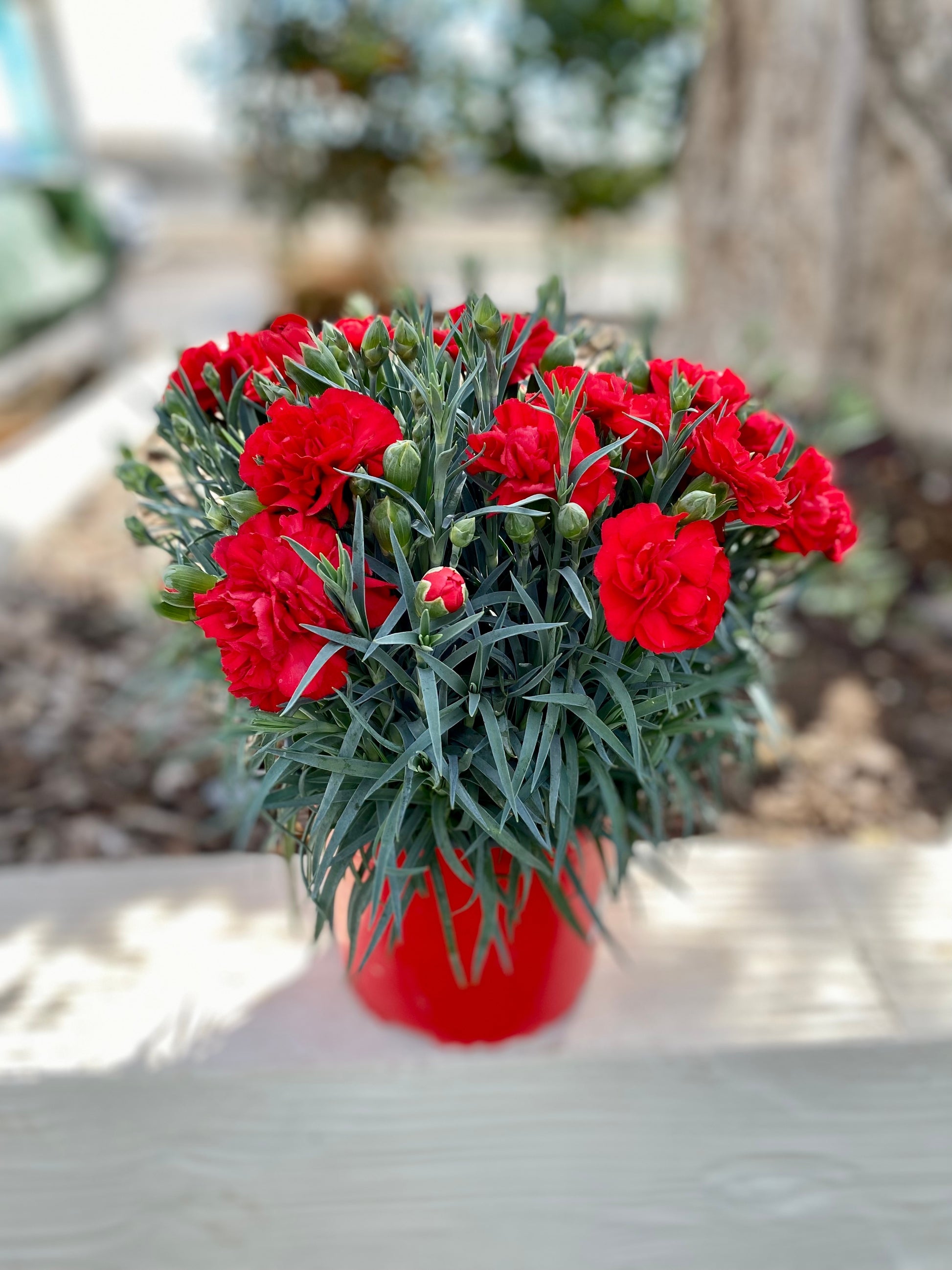 carnation flower seeds for sale 100 Mixed CARNATION / DOUBLE DIANTHUS Chinensis Flower Seeds
